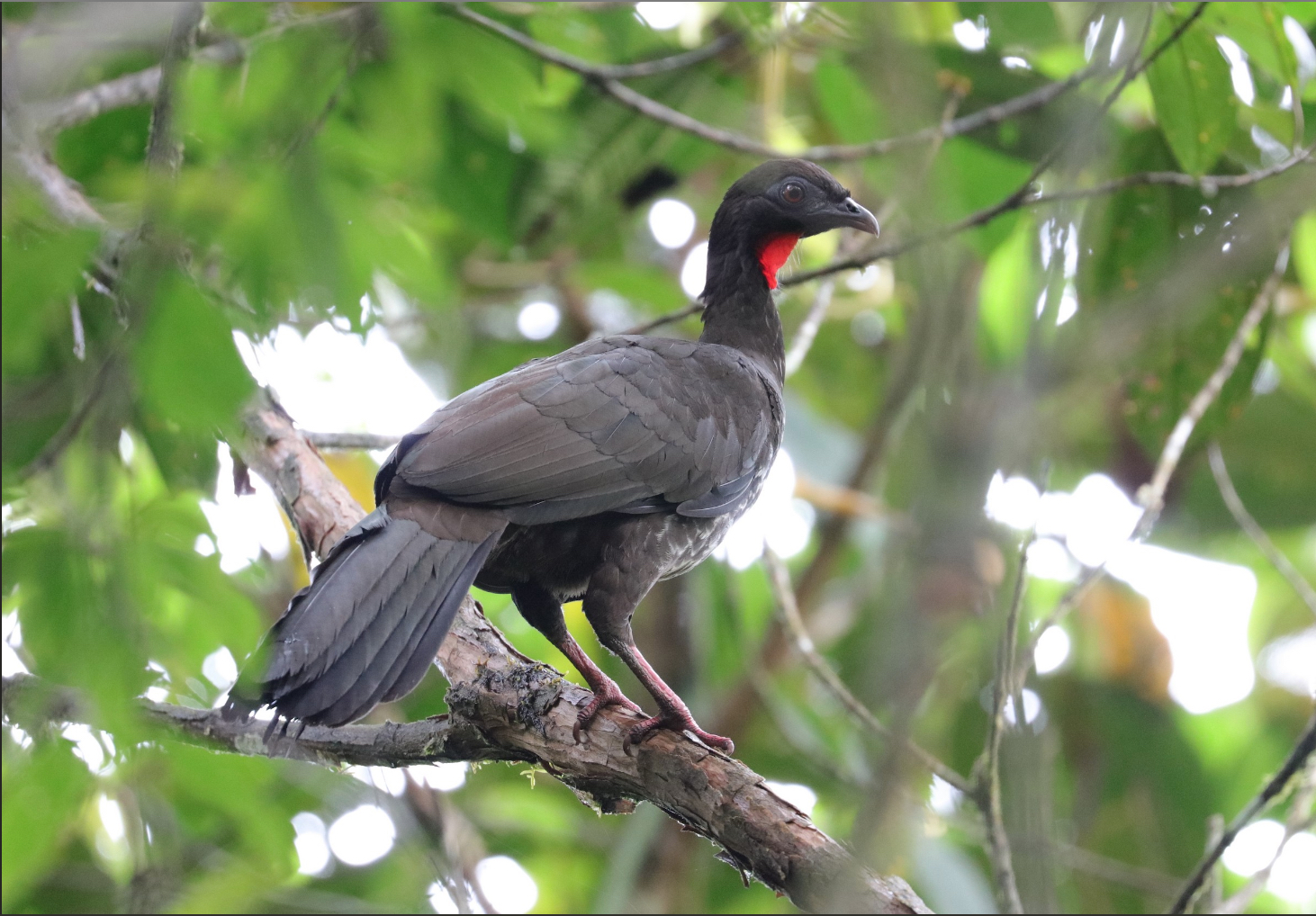 Pava del Chocó en Mashpi Lodge. Foto: Jonathan Slifkin/E-bird.