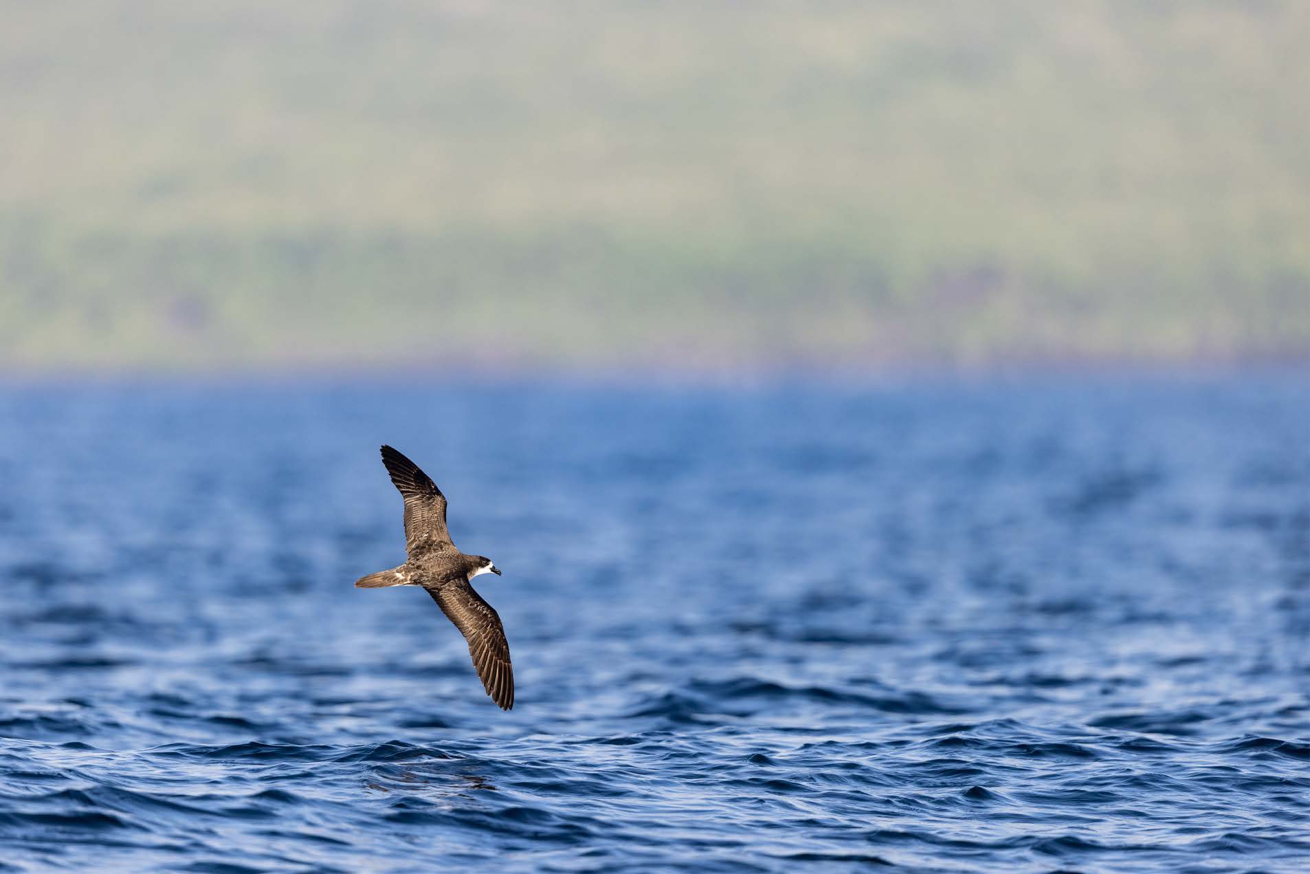 Un petrel de Galápagos sobrevolando el océano. Foto: Cortesía Paola Sangolquí