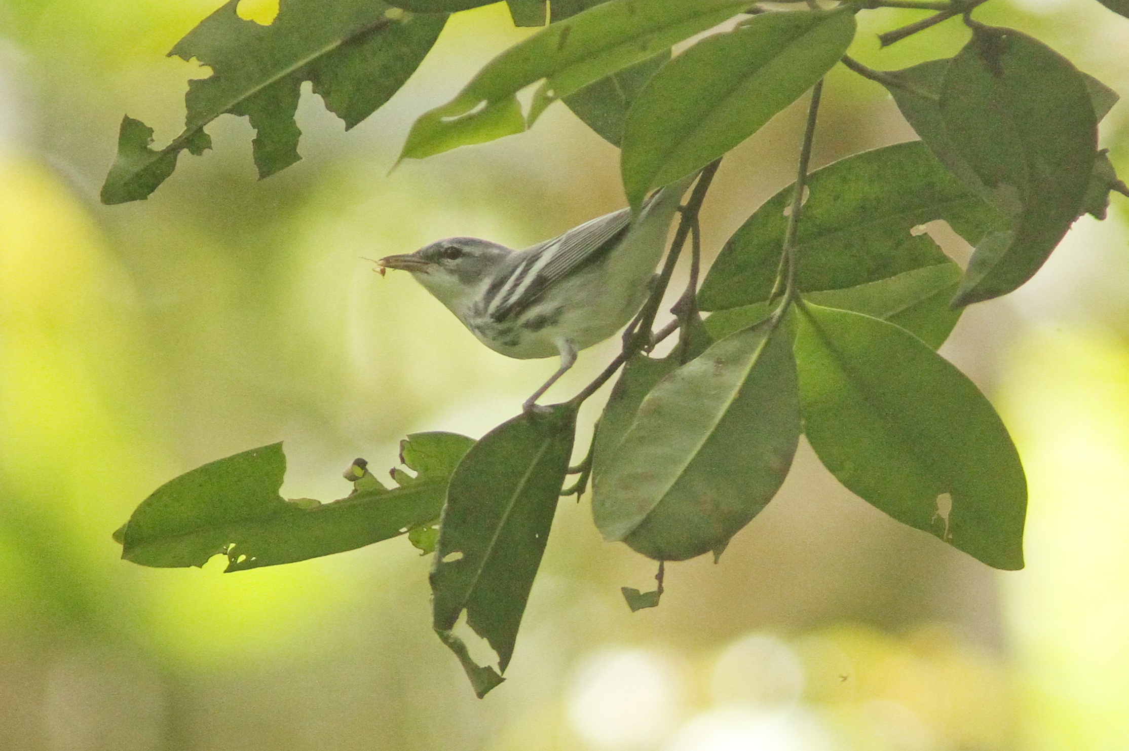 Día Mundial de las Aves Migratorias 2026
