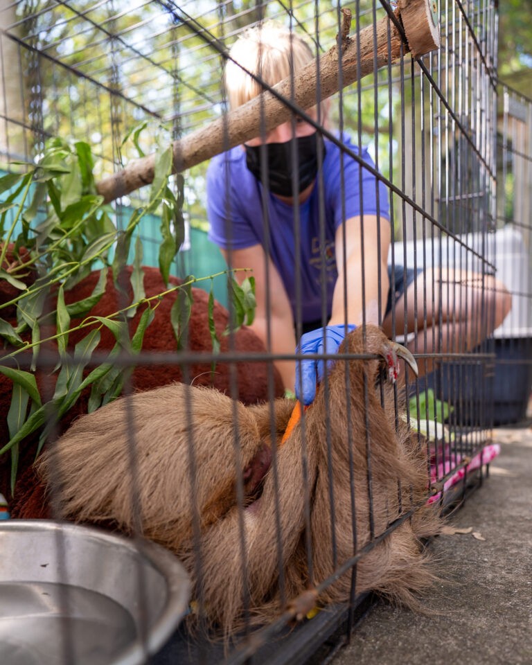 Sloth World - Orlando - Perezosos - Perú - Guyana