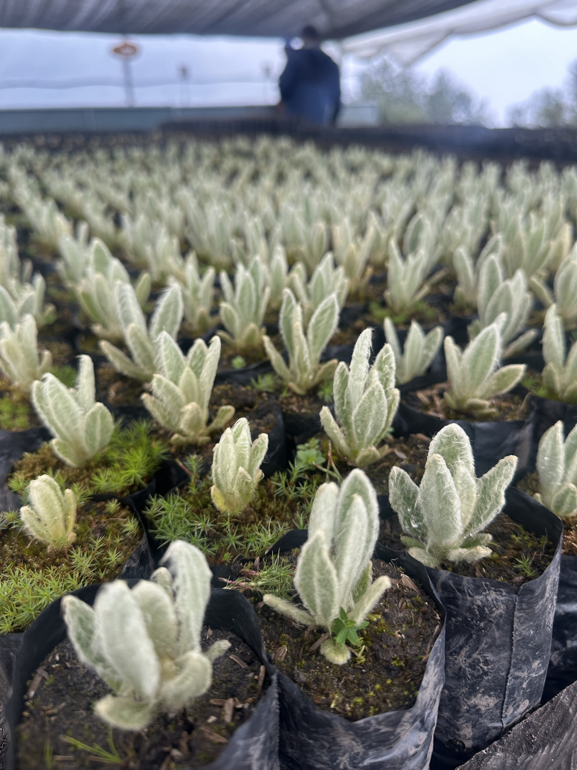 Frailejones en el Vivero Plan de Mesa, una iniciativa del Acueducto Metropolitano de Bucaramanga. Foto: Alejandra López