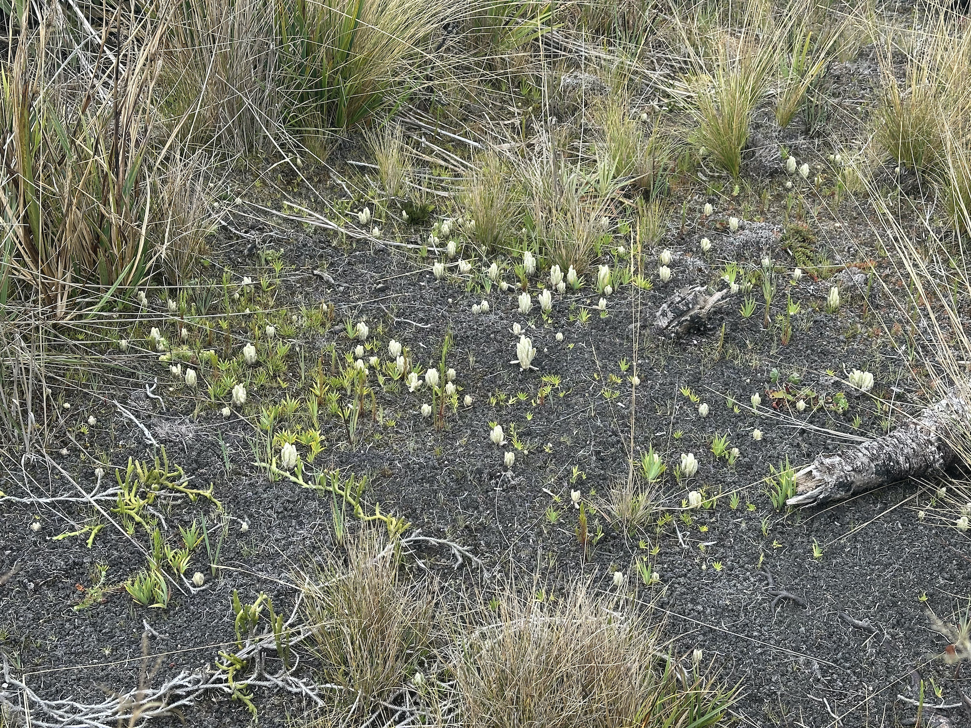 Pequeños brotes de frailejones se pueden ver hoy en el páramo de Berlín como una muestra de la resiliencia del ecosistema. Foto: Alejandra López