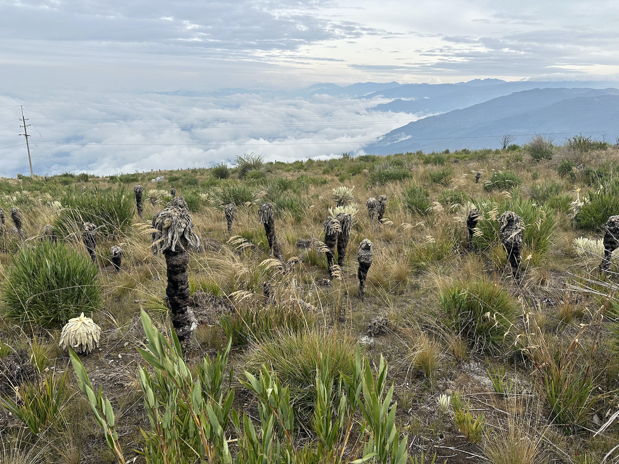 Estado actual del páramo de Berlín, frailejones sanos coexisten con lo que quedó de los que fueron afectados por el incendio en 2024. Foto: Alejandra López