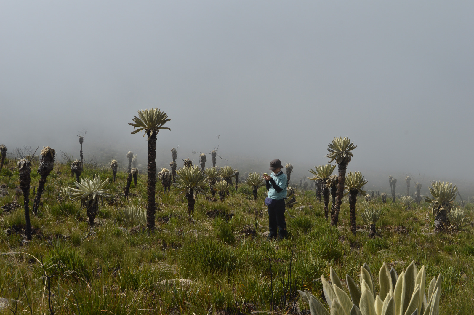 Enero de 2025, Paula Uzcátegui revisa su celular. Ahí tenía la aplicación con la que etiquetaba el frailejón que veía con respecto a la imagen que tomaron con el dron, para confirmar si estaba vivo o muerto. Foto: Cortesía de Paula Uzcátegui.