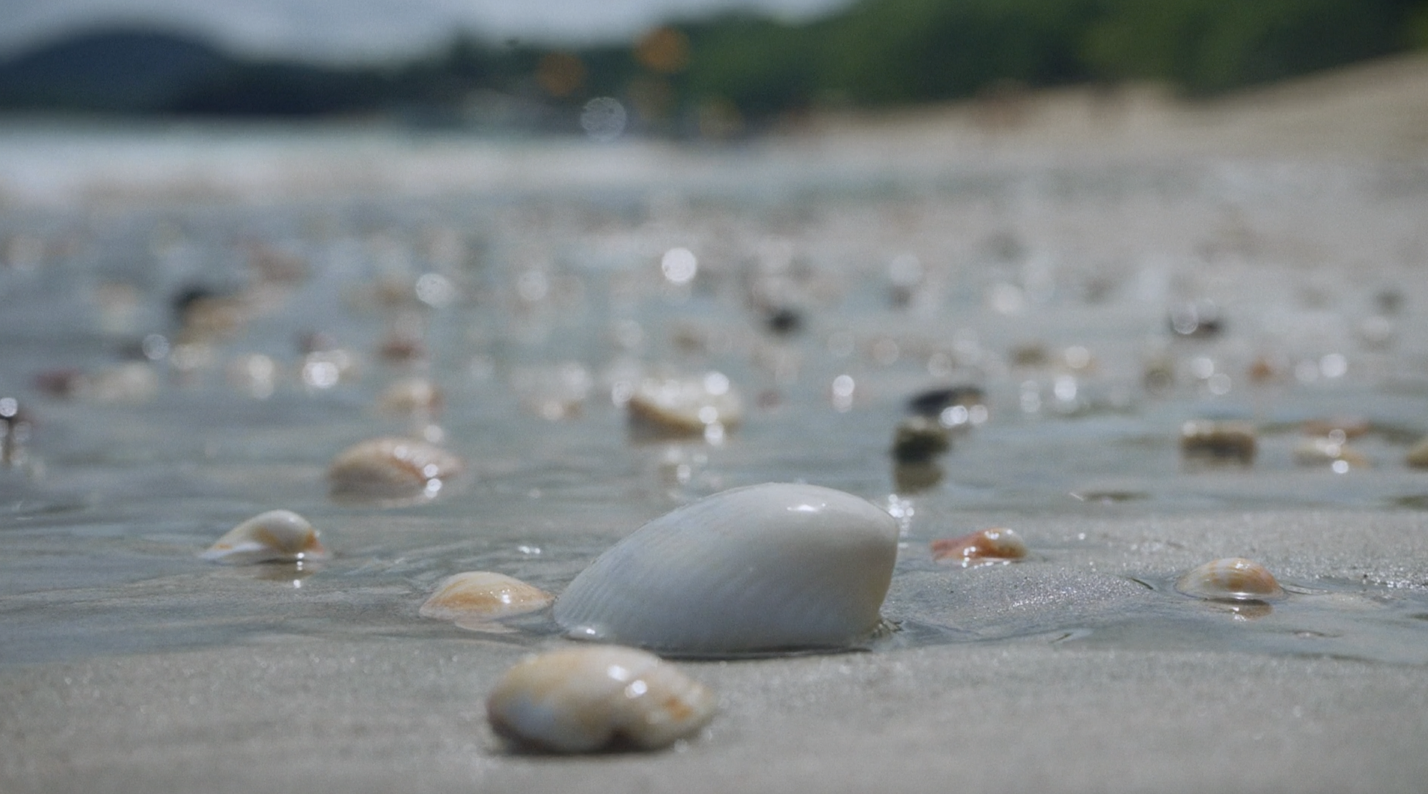 Las playas Conchal (Pacífico) y Cocles (Caribe) fueron seleccionadas para realizar la devoluciones por ser de las más afectadas por la extracción masiva en la última década. (Foto: FIFCO / Heineken).