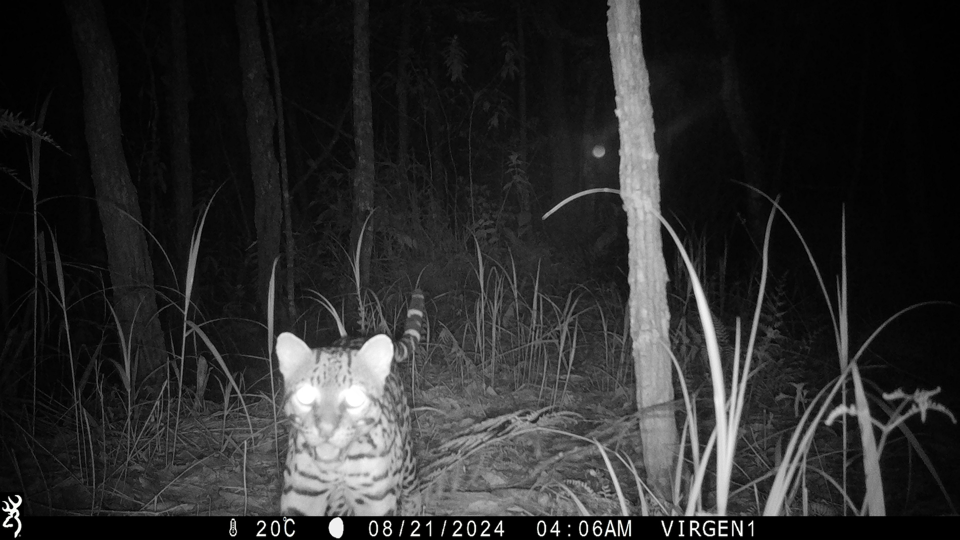 Monitoras chinantecas - Oaxaca - México