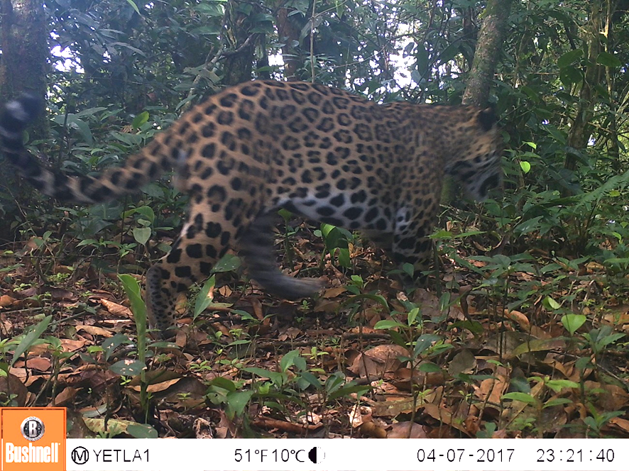 Monitoras chinantecas - Oaxaca - México