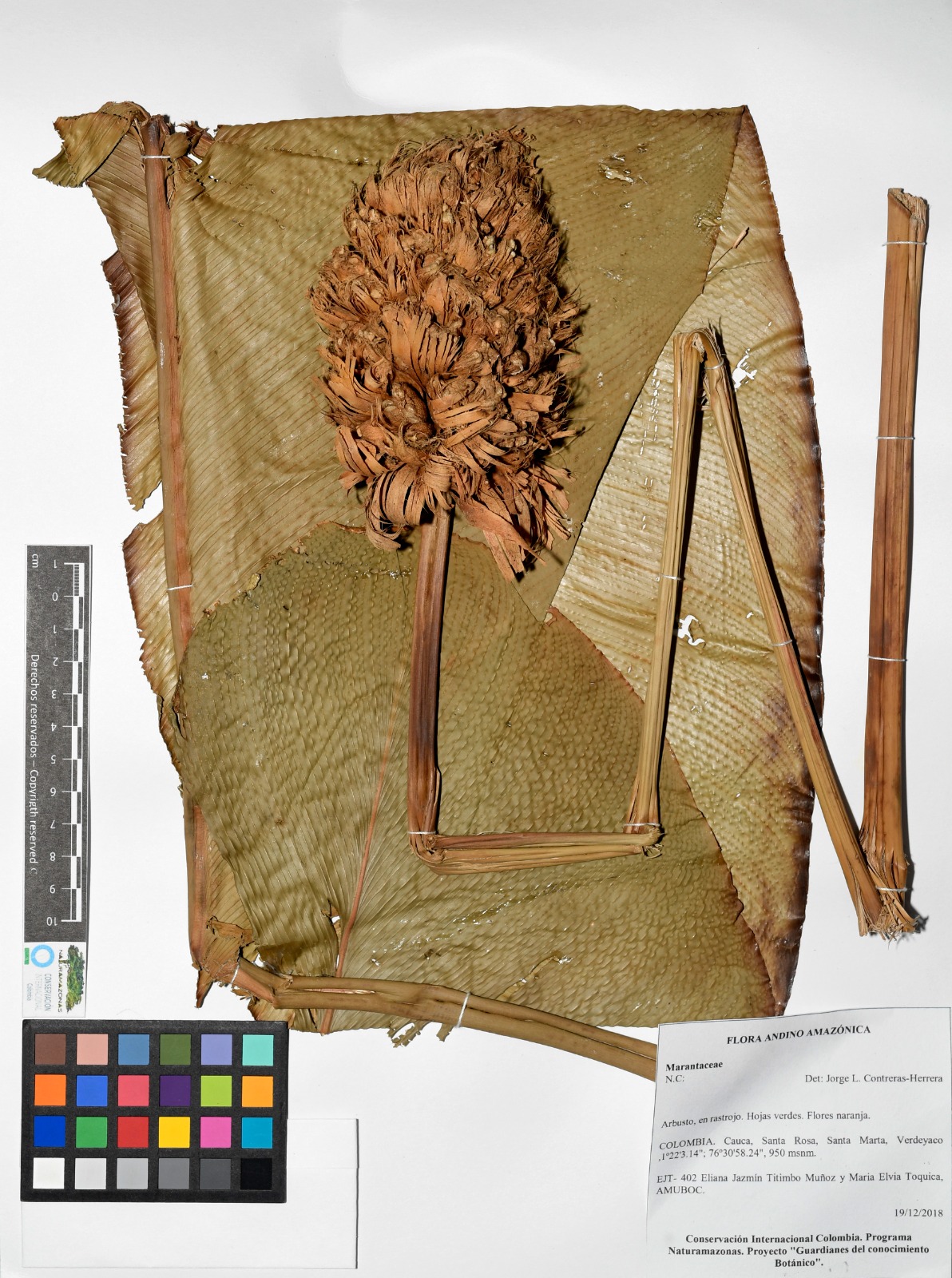 Una de las muestras del herbario: flor andino amazónica. Foto: cortesía de las comunidades inga y kamentsa