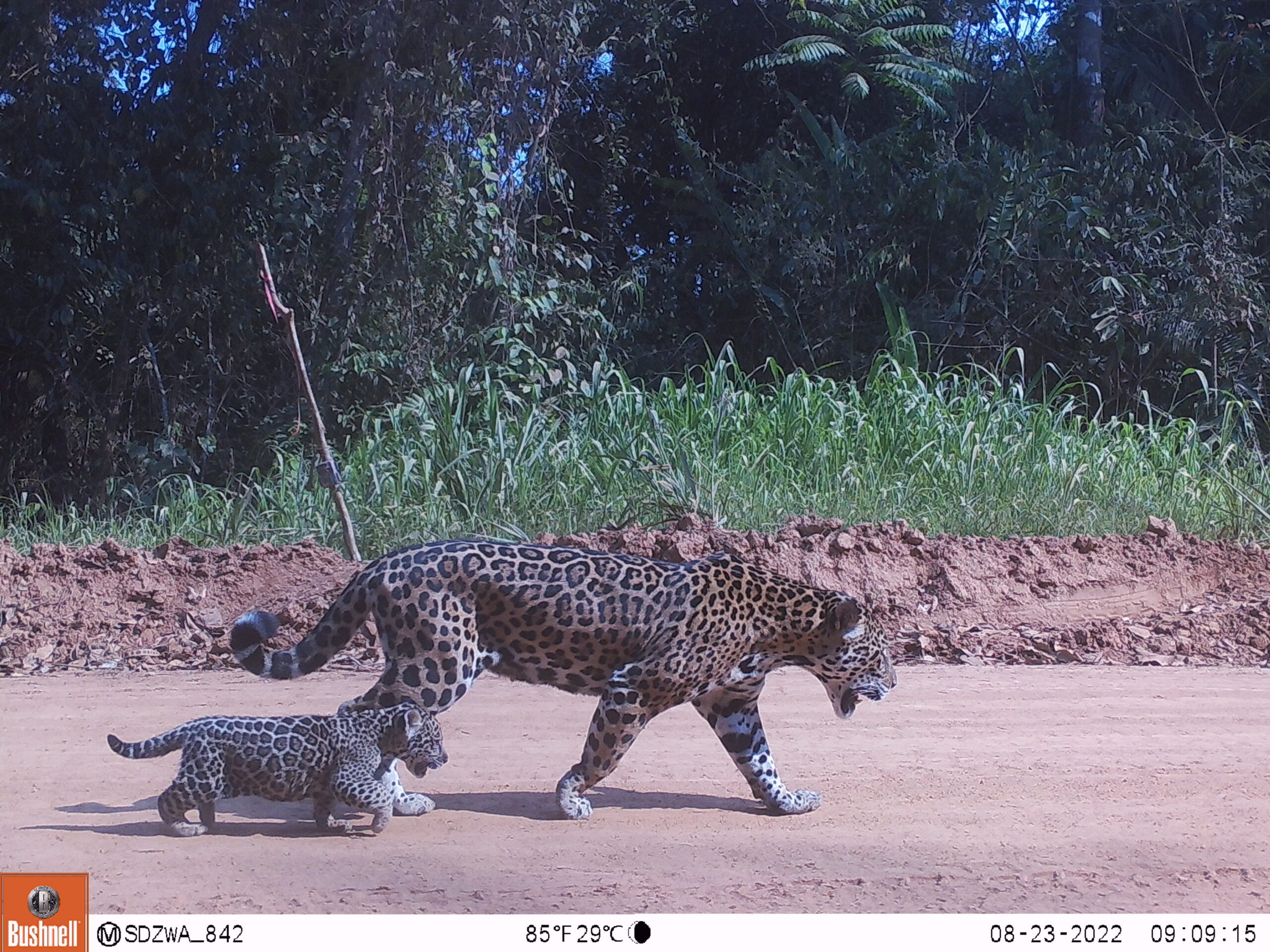 Un jaguar hembra caminando por la Reserva Nacional Tambopata con su cría. Foto: Programa Jaguar