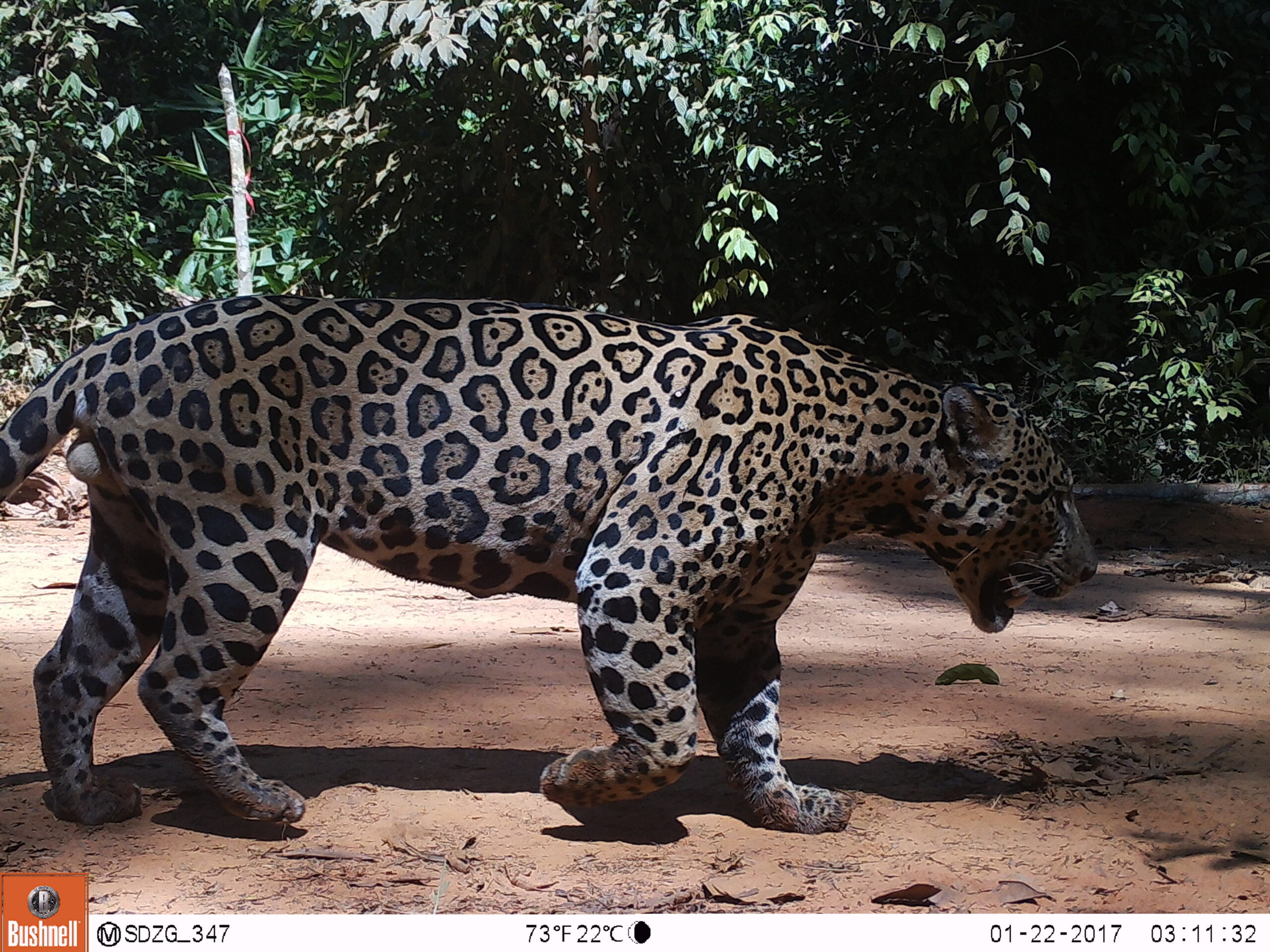 El software de IA Matchy Patchy tiene una utilidad central. Permite distinguir un individuo de jaguar de otro, al procesar las manchas que aparecen en las fotos. Foto: Programa Jaguar