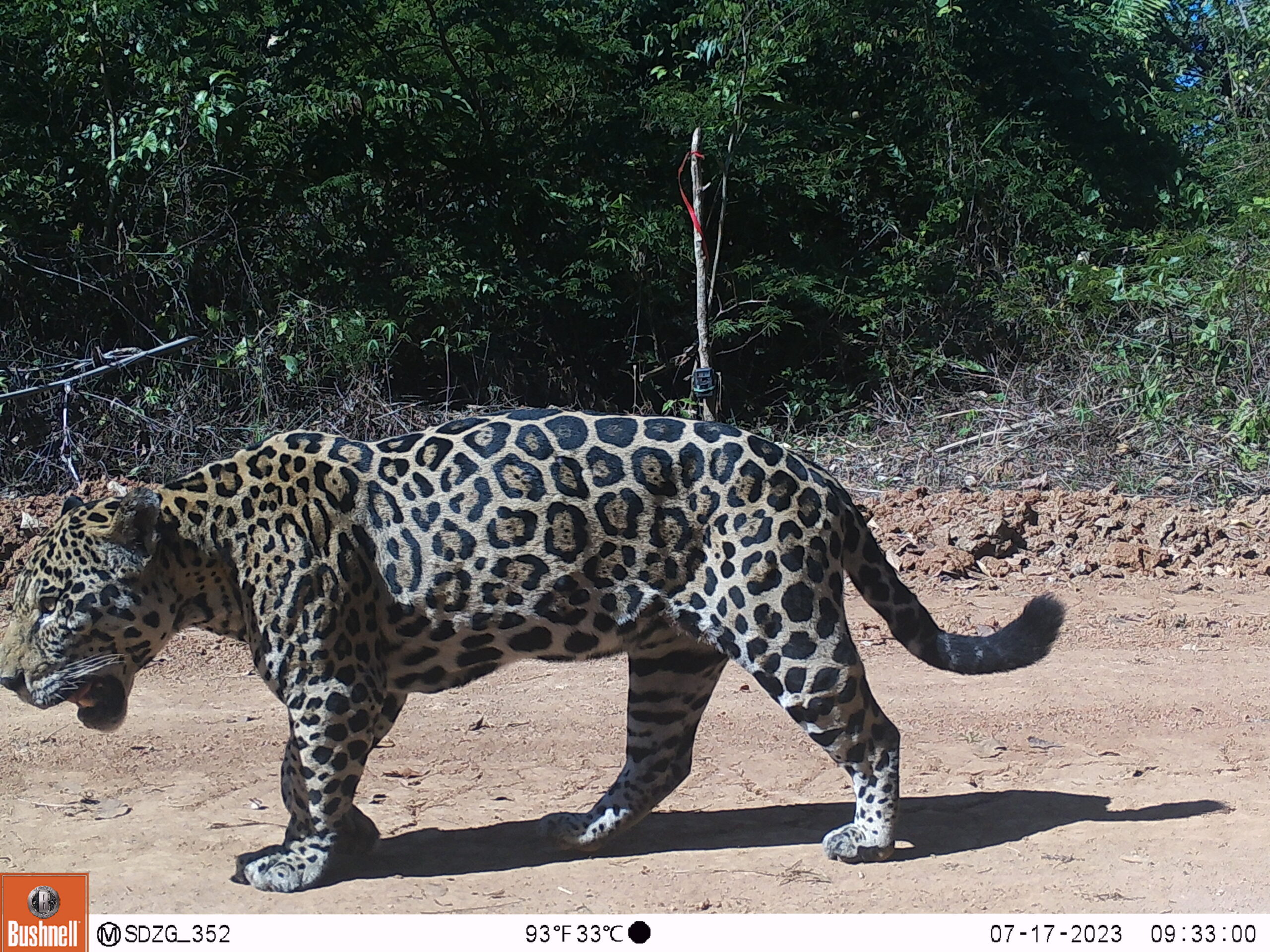 El software de IA denominado Animl (Animal Machine learning) permitió discriminar, entre numerosas fotos y vídeos de animales, esta imagen de un jaguar. Al fondo se distingue una de las cámaras que se ponen en cada estación. Foto: Programa Jaguar