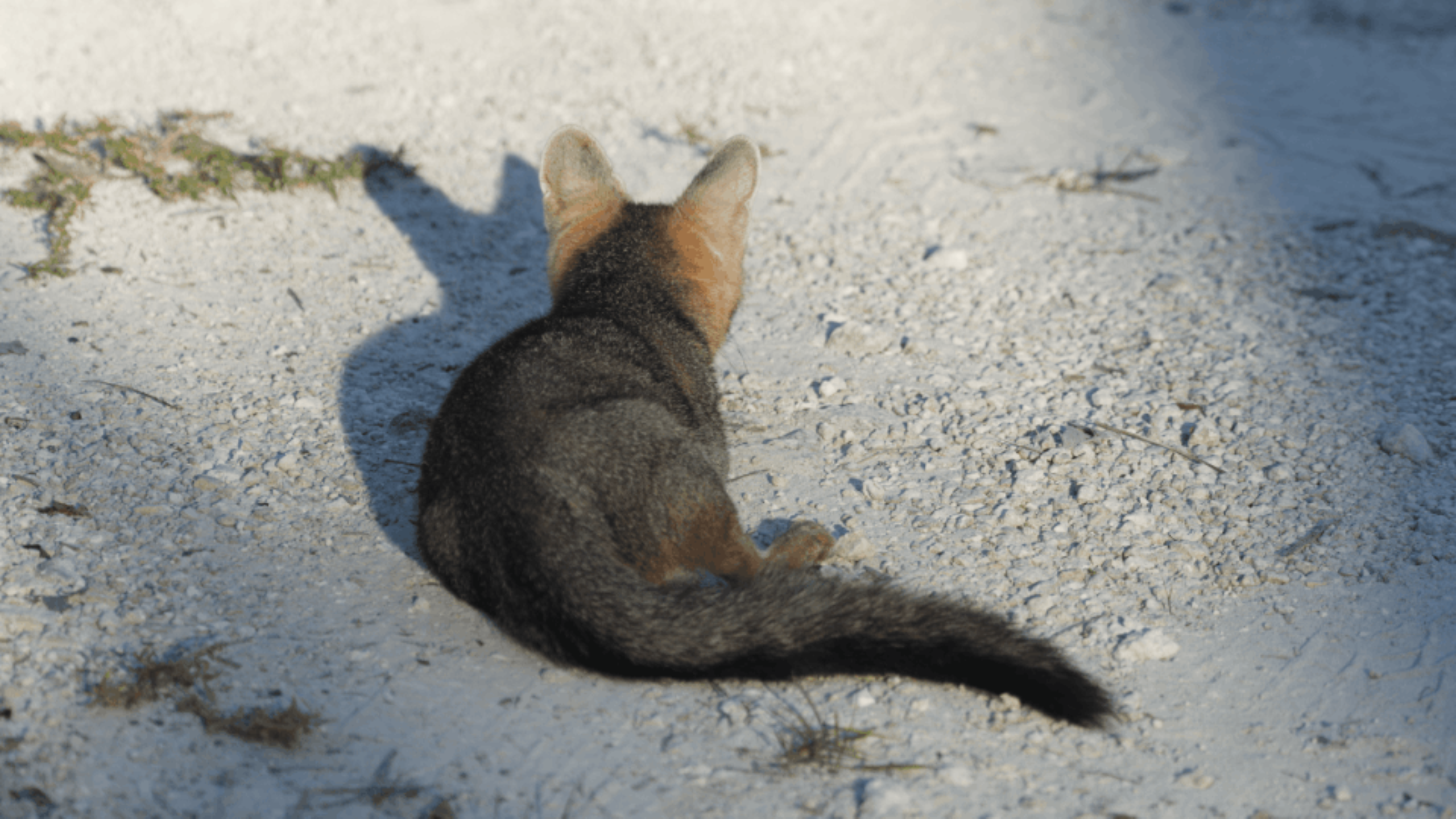 Zorro enano de Cozumel - México