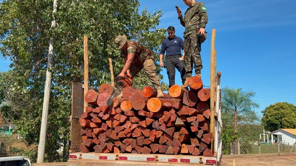 Operación Escudo de Madera: cerca de 200 árboles nativos de Bolivia fueron tumbados para llevar droga impregnada en tablones a Brasil