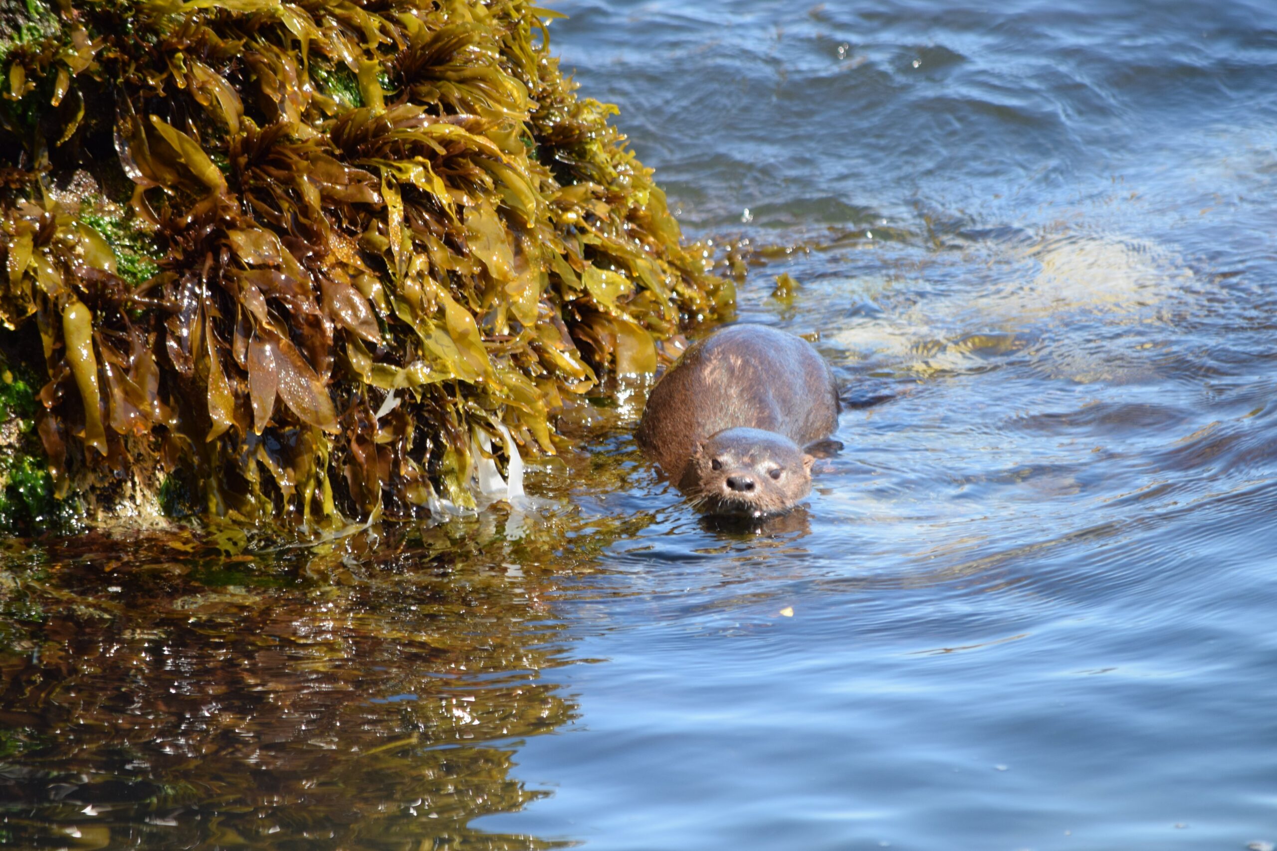 El hábitat de esta nutria está severamente fragmentado. Foto: cortesía Sernapesca