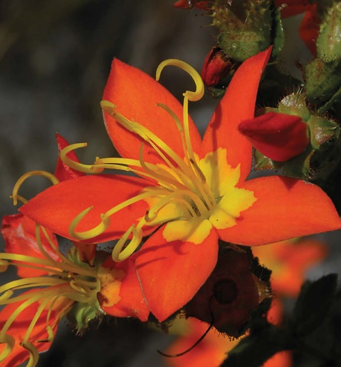 Los científicos advierten que millones de especímenes de plantas y hongos recolectados en todo el mundo permanecieron almacenados en herbarios y colecciones científicas. Foto: cortesía Kew Gardens