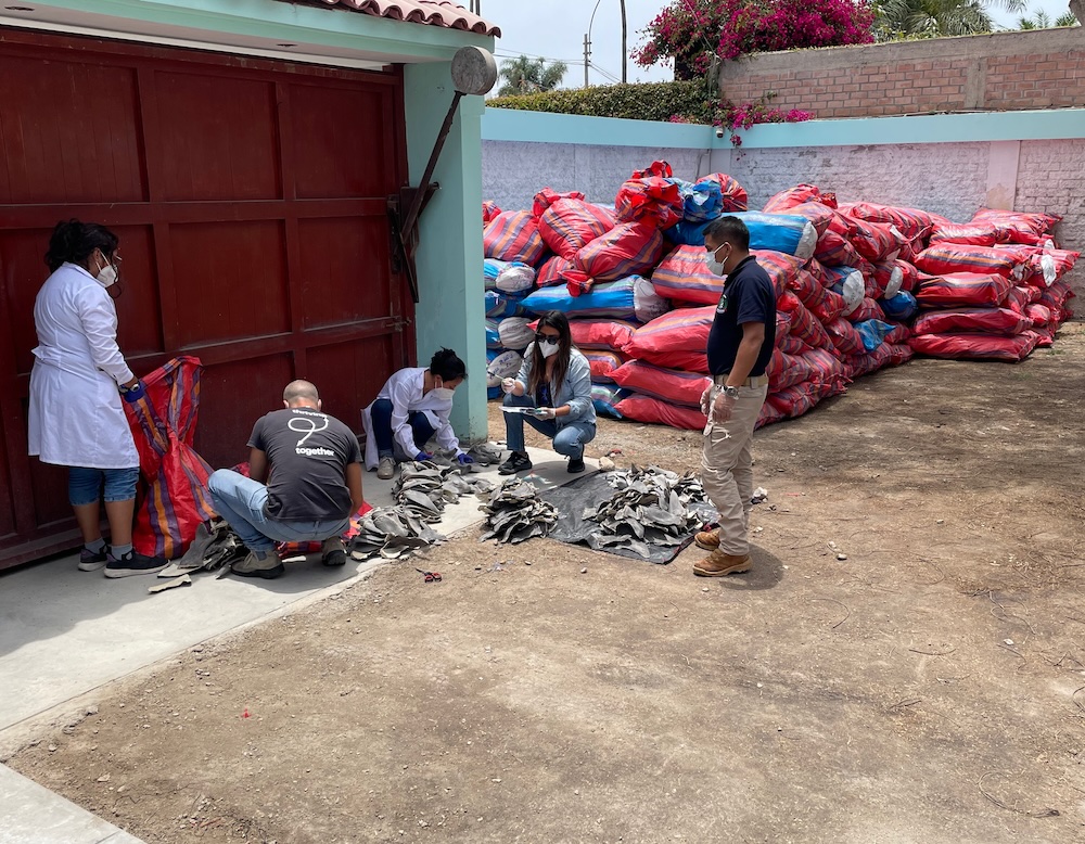 Perú: empresario investigado por tráfico ilegal de especies y crimen organizado continúa exportando aletas de tiburones protegidos