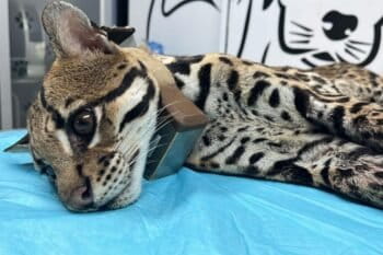 Leucemia, sida, moquillo y sarna: enfermedades transmitidas por perros y gatos domésticos amenazan a los felinos salvajes | Lecturas ambientales