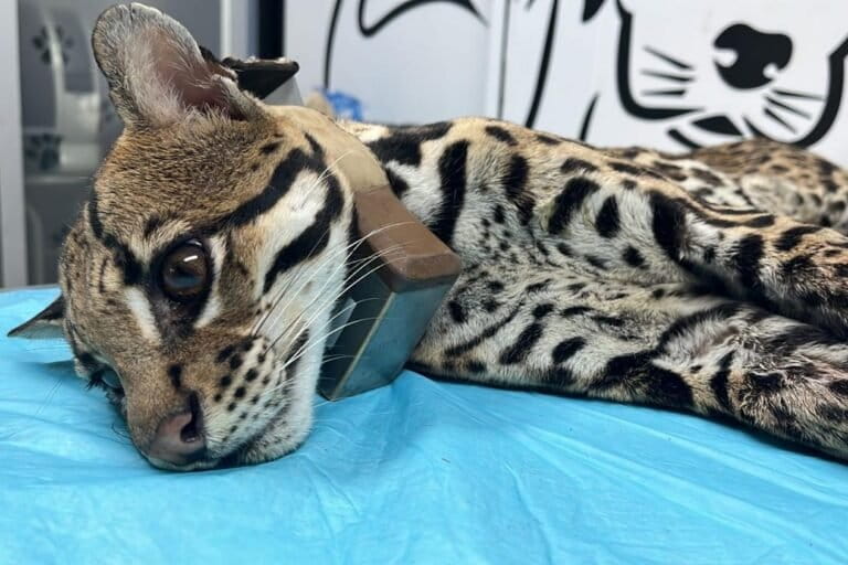 Leucemia, sida, moquillo y sarna: enfermedades transmitidas por perros y gatos domésticos amenazan a los felinos salvajes | Lecturas ambientales