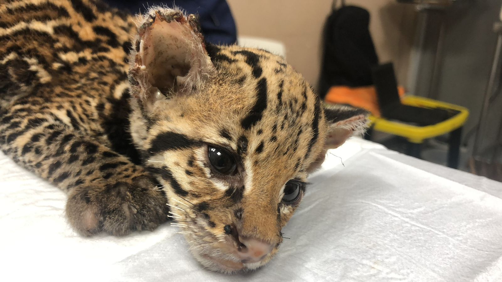 Una de las crías de ocelote atendidas por la fundación Proyecto Sacha, en su centro en Guayaquil. Son comunes los casos en los que los cachorros son separados de sus madres apenas a días de nacidos para traficarlos o tenerlos como mascotas. Cortesía de Proyecto Sacha.