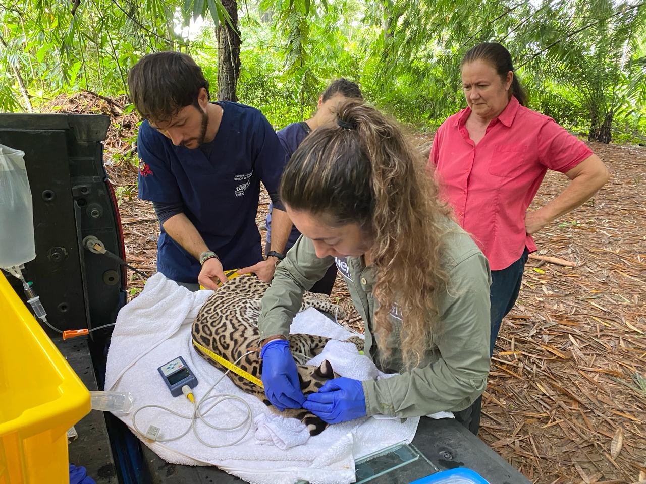 Un ocelote que fue atendido por el Hospital de Fauna Silvestre de la USFQ, en Ecuador. Foto: Cortesía Becky Zug