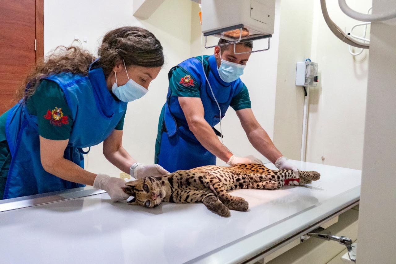 Un ocelote (Leopardus pardalis) es atendido en el Hospital de Fauna Silvestre (Tueri) de la Universidad San Francisco de Quito. Foto: Carolina Sáenz