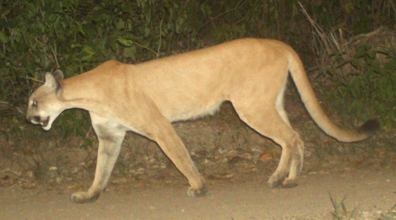 Además de amenazas como la pérdida de hábitat, la caza y el tráfico de fauna, los felinos silvestres —como el puma de la imagen— se enfrentan a la transmisión de enfermedades de animales domésticos, una problemática que alerta a los científicos y grupos de conservación. Foto: Rodrigo Núñez Pérez