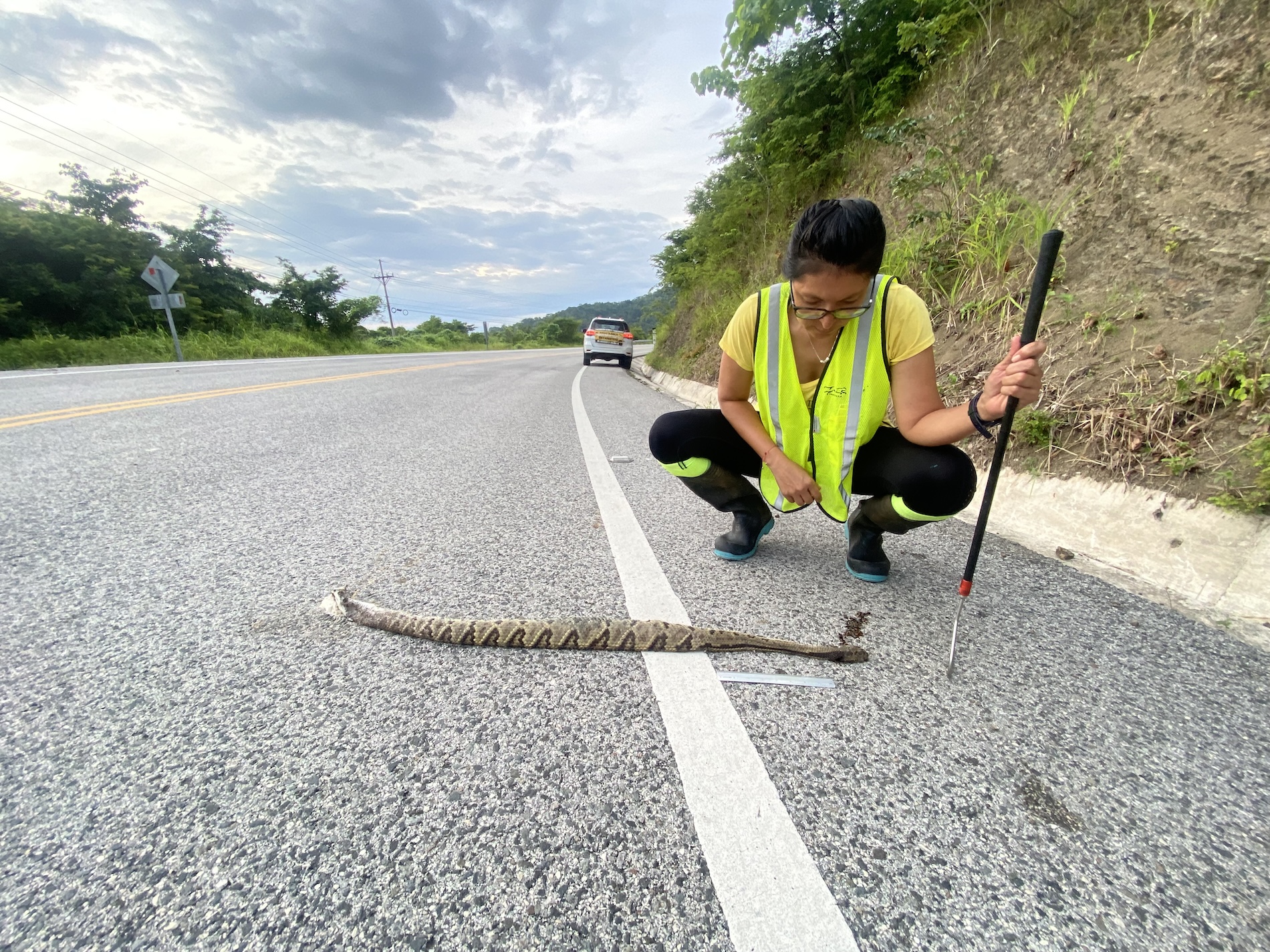 Pasos de fauna - Carreteras - Costa Rica