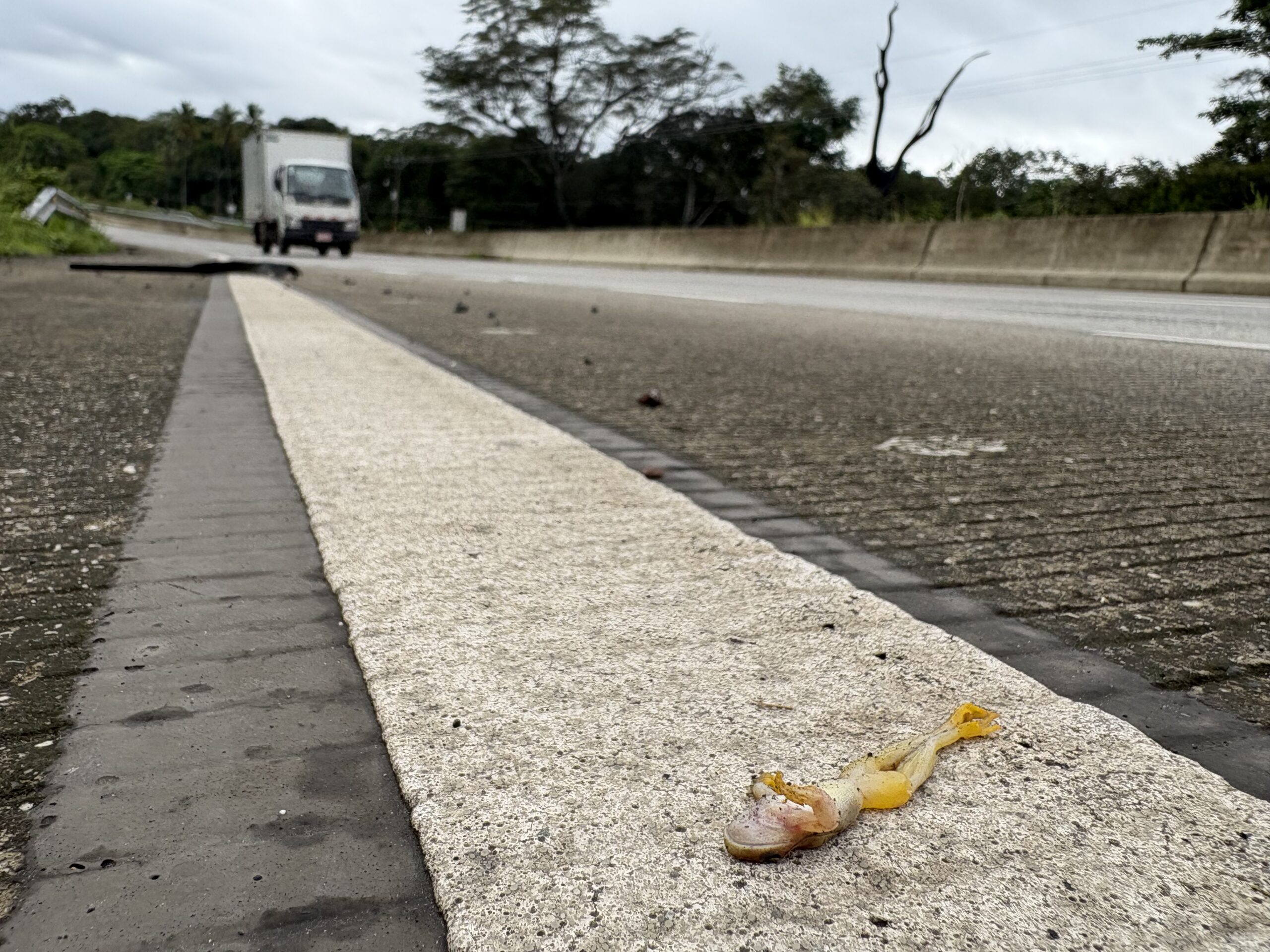 Pasos de fauna - Carreteras - Costa Rica