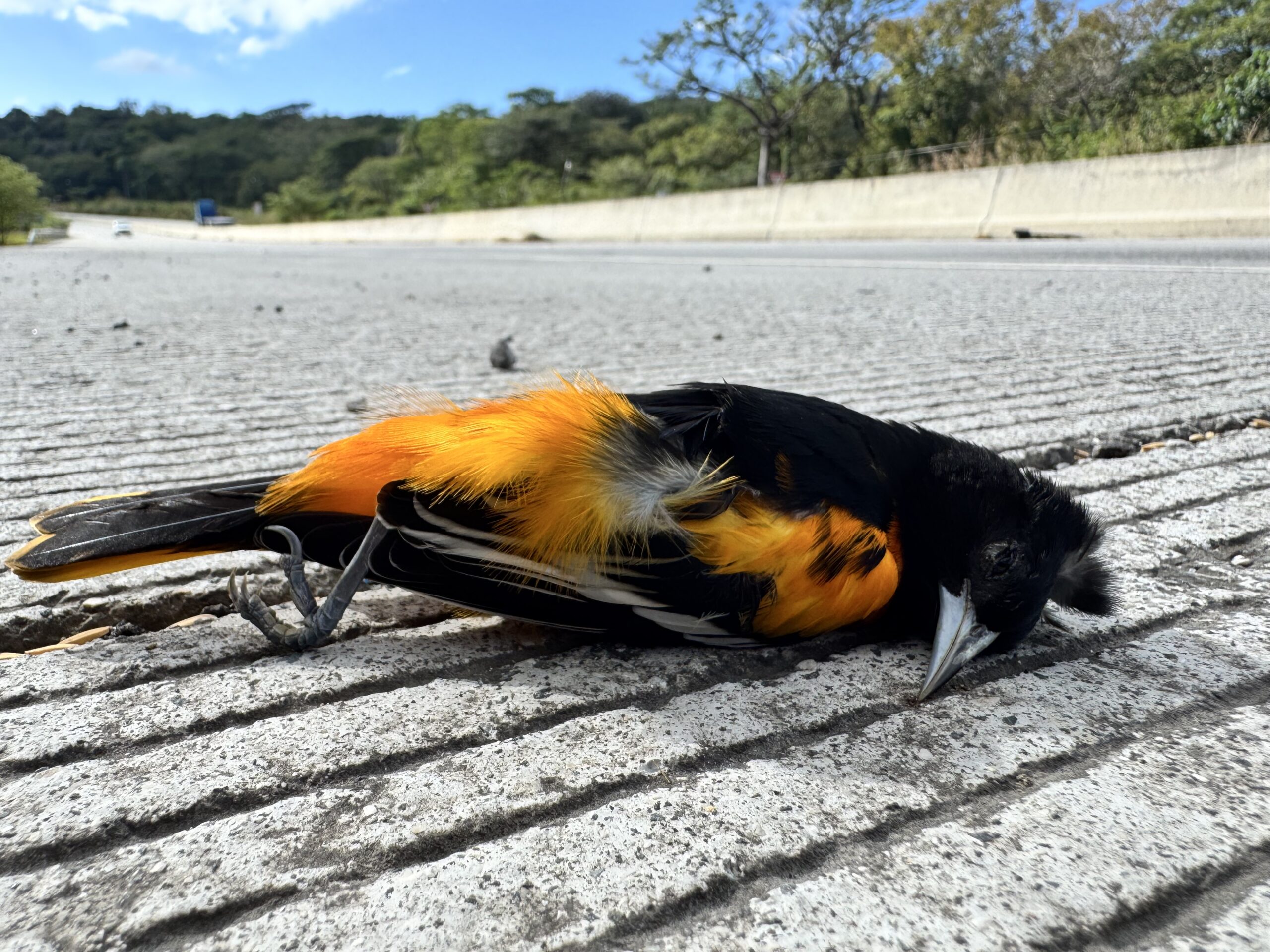 Pasos de fauna - Carreteras - Costa Rica