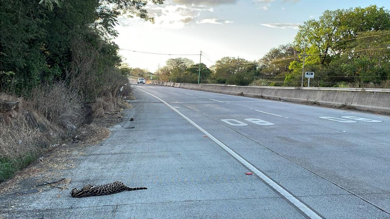 Pasos de fauna - Carreteras - Costa Rica