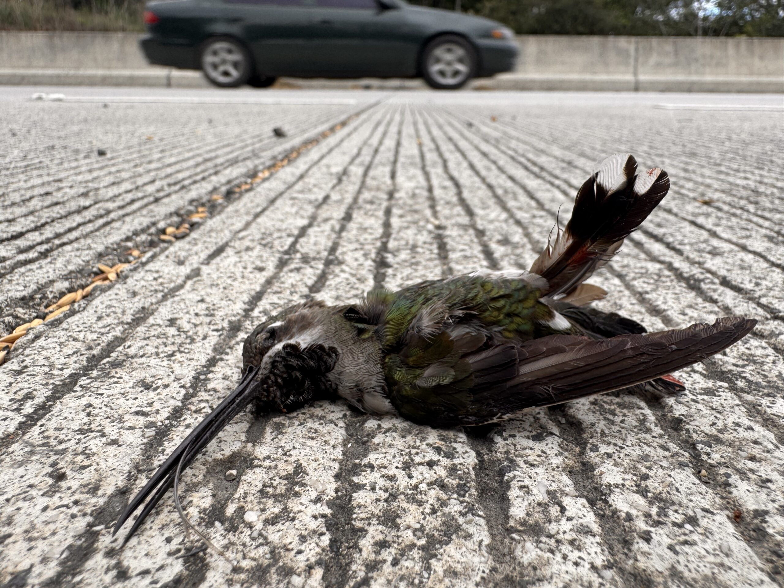 Pasos de fauna - Carreteras - Costa Rica