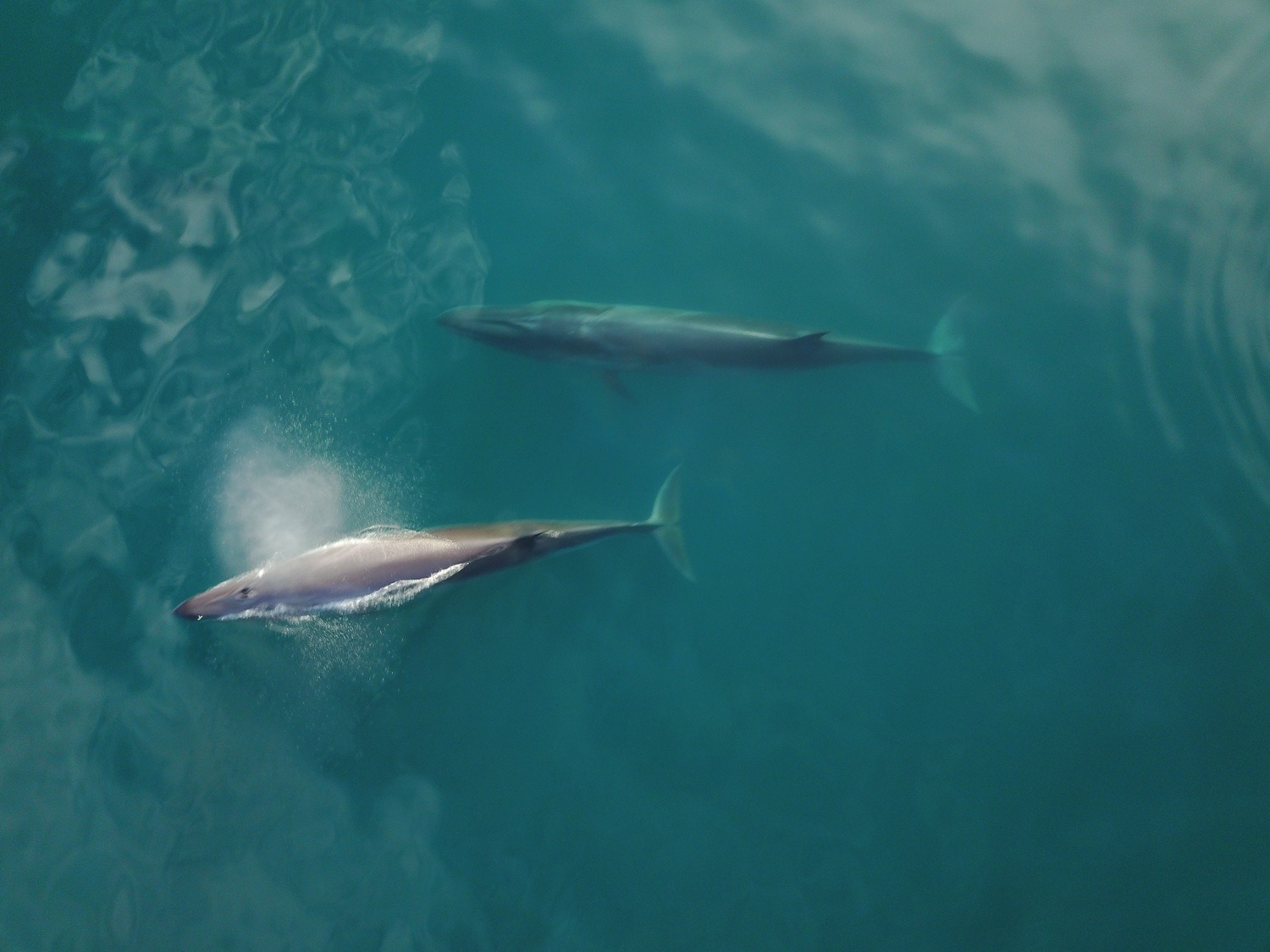 Ballenas sei en Argentina