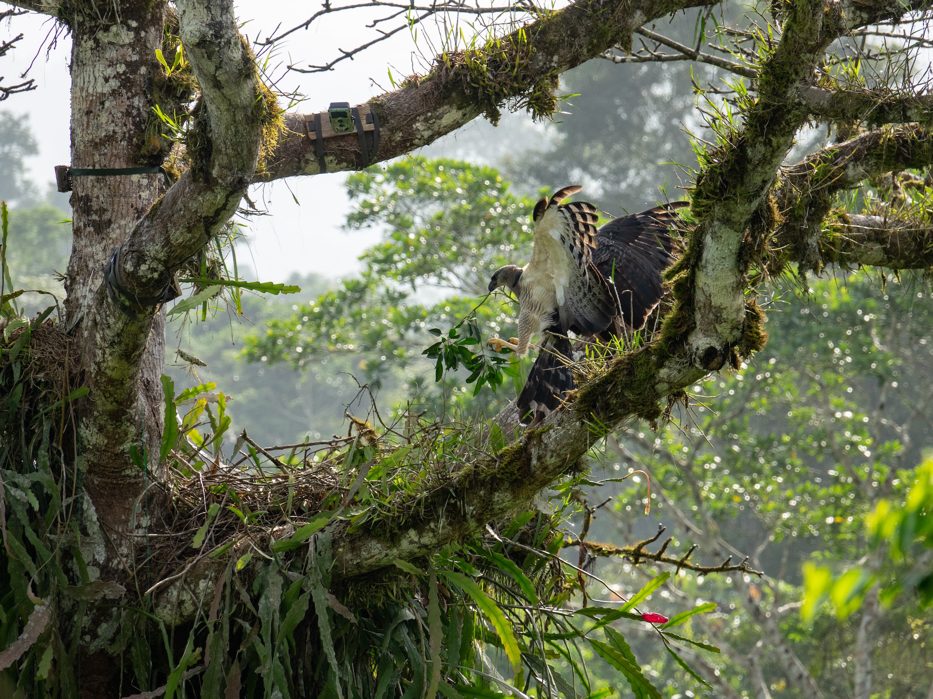 Aves rapaces neotropicales y drones - Latinoamérica