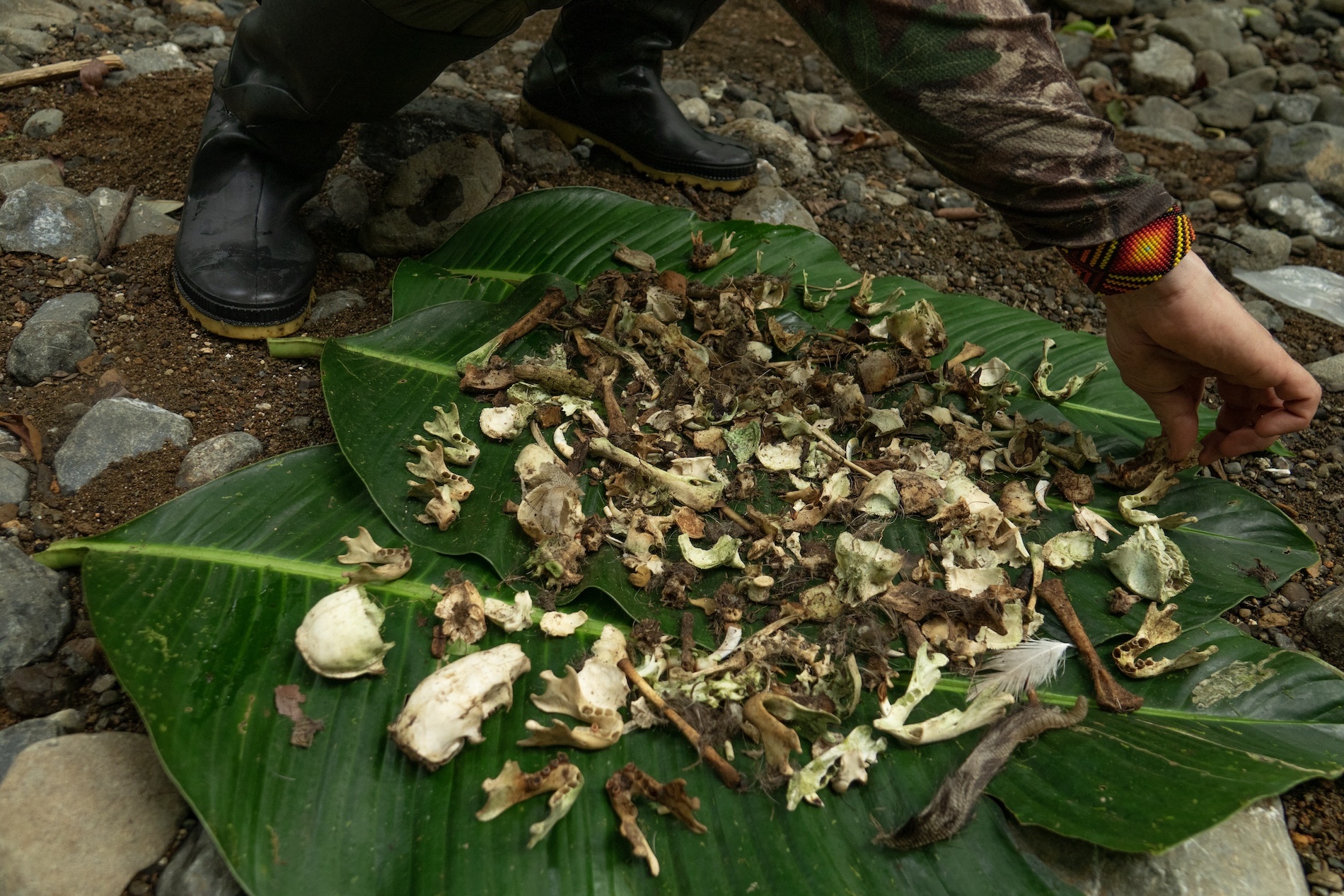 Aves rapaces neotropicales y drones - Latinoamérica