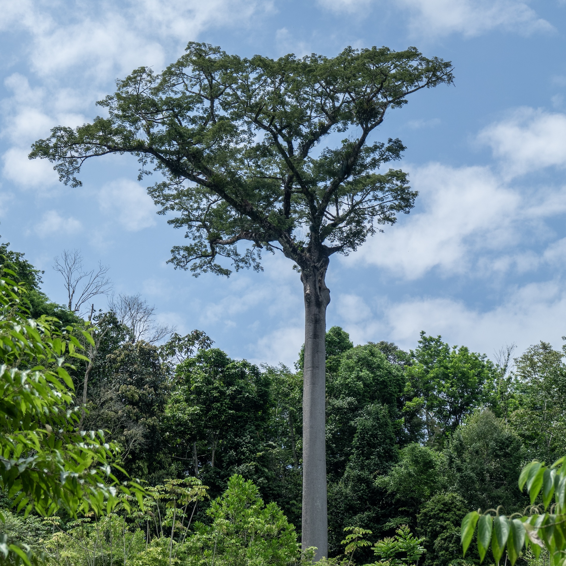 Aves rapaces neotropicales y drones - Latinoamérica