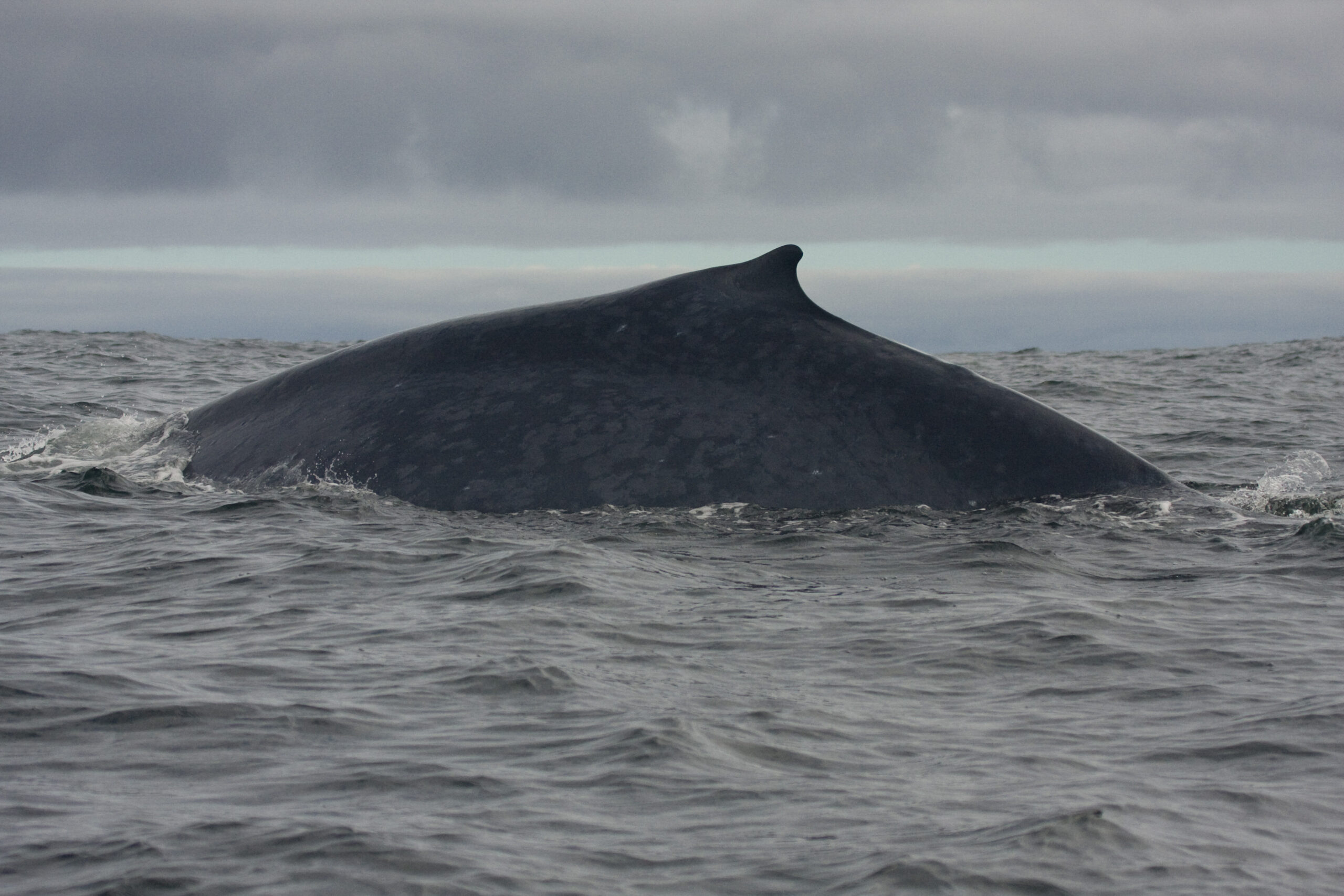 El principal alimento de las poblaciones de ballena azul antártica (Balaenoptera musculus) es el kril antártico. Foto: cortesía Elsa Cabrera