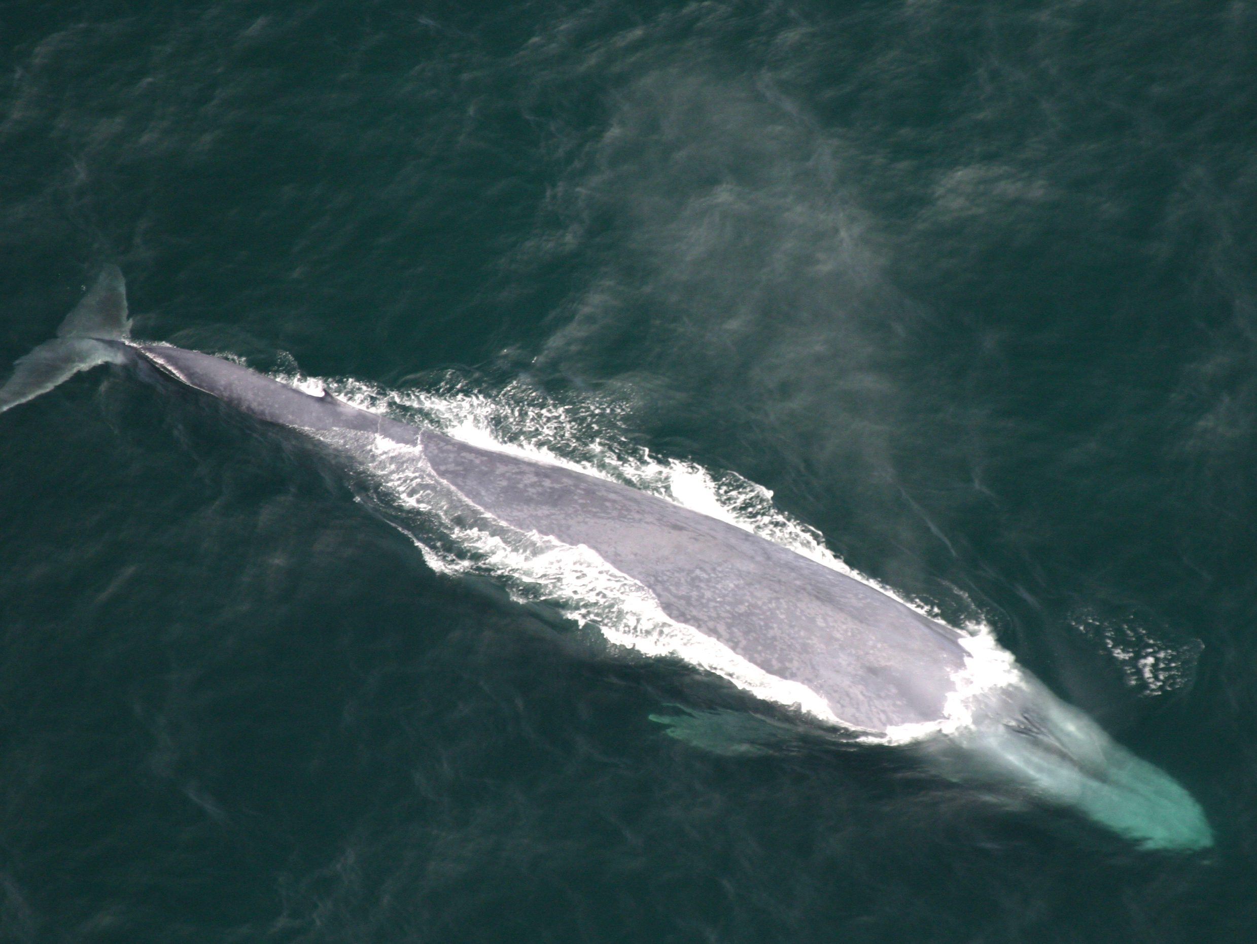 La ballena azul puede llegar a medir unos 30 metros de longitud. Foto: cortesía Elsa Cabrera