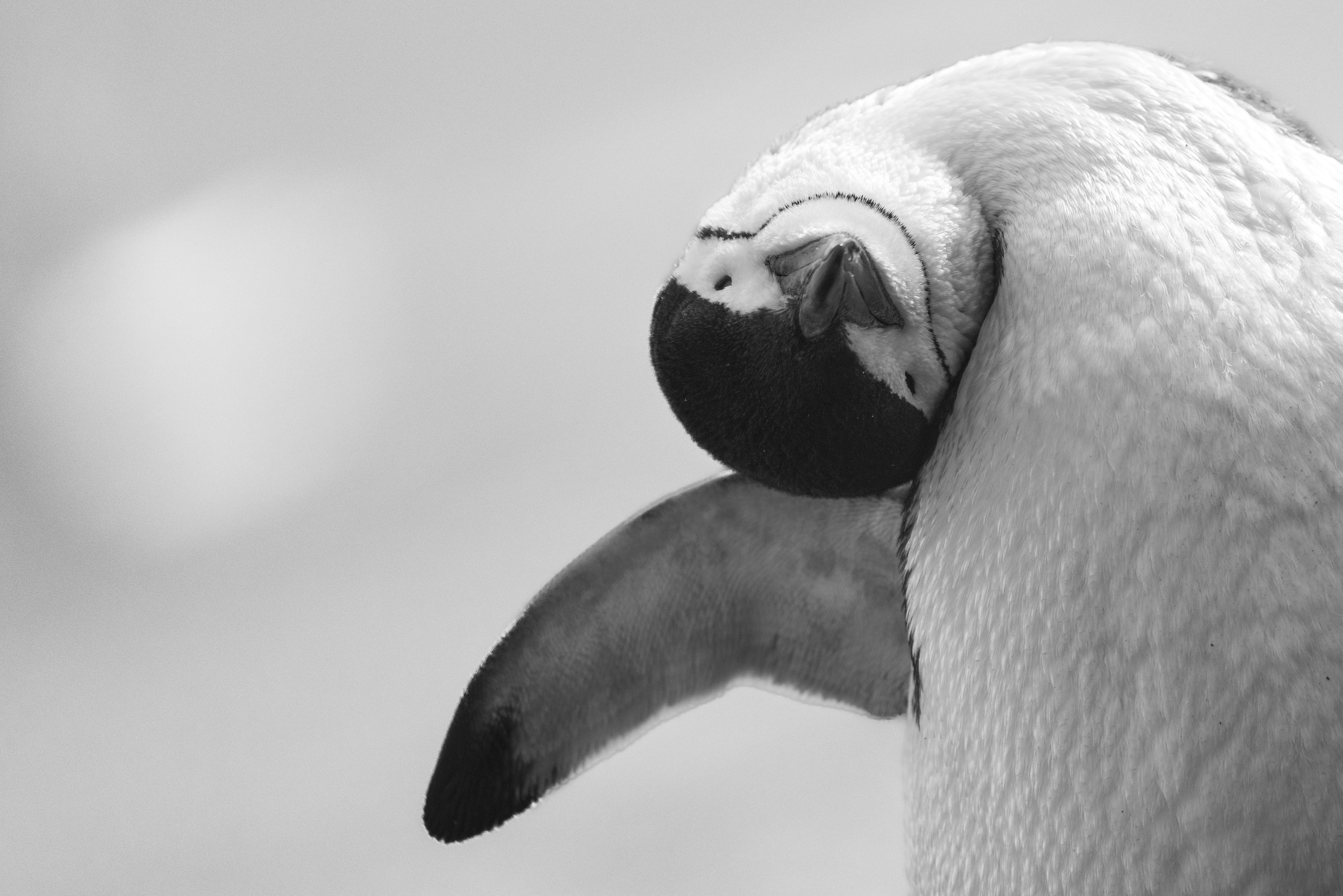 El pingüino barbijo (Pygoscelis antarctica) concentra sus esfuerzos de alimentación a medio día y media noche. Foto: cortesía Andy Mann