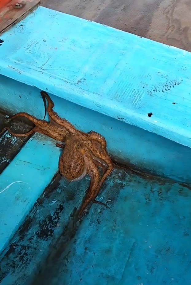 Pulpo maya y microplásticos - Campeche