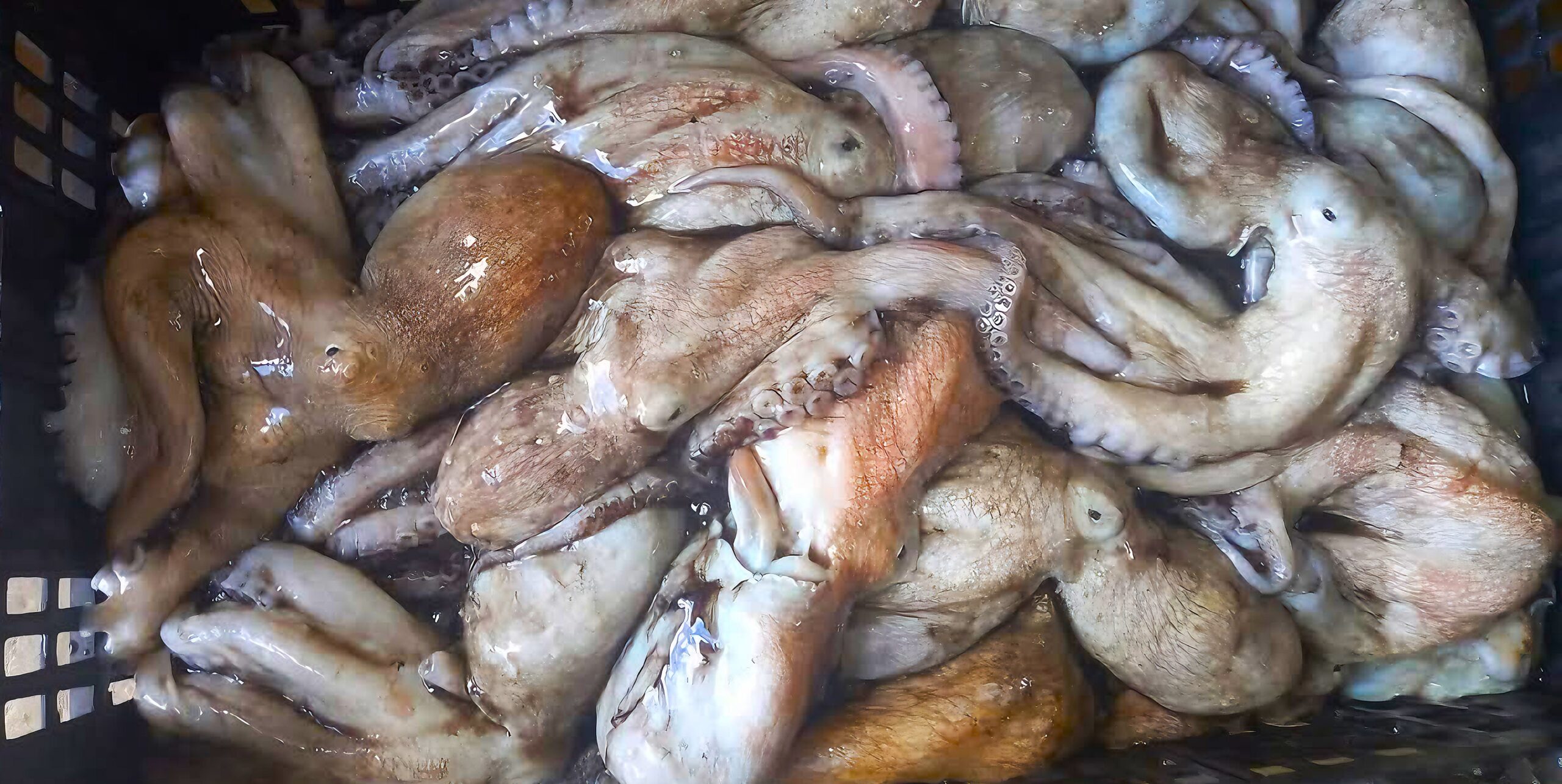 Pulpo maya y microplásticos - Campeche