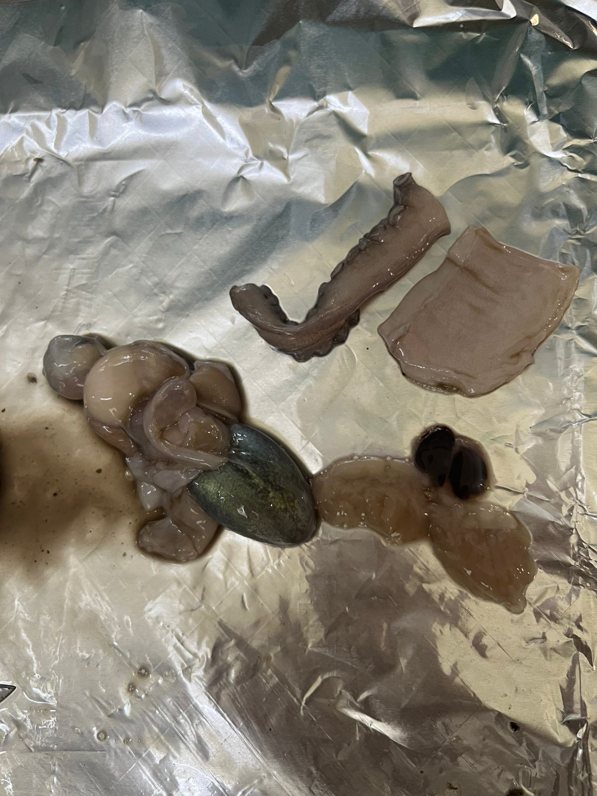 Pulpo maya y microplásticos - Campeche