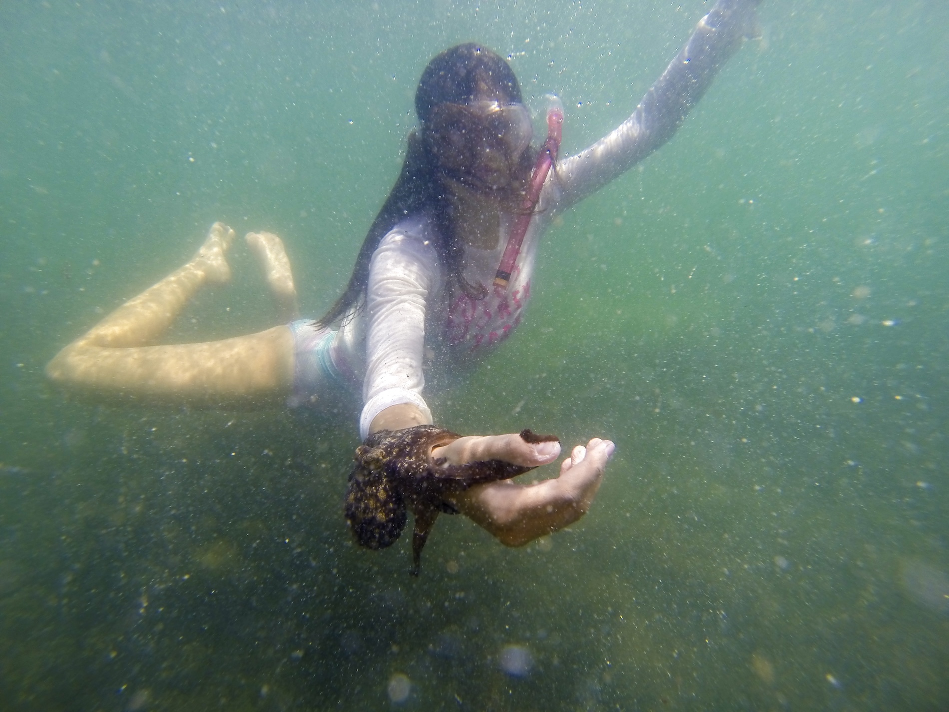 Pulpo maya y microplásticos - Campeche