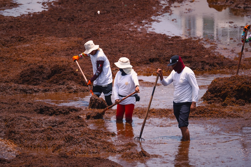 Gases tóxicos y quemaduras: los riesgos que enfrentan quienes retiran el sargazo del mar en el Caribe mexicano