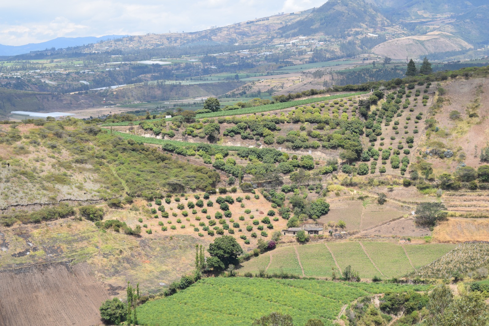 Datos climáticos compartidos por WhatsApp salvan las cosechas de los agricultores ecuatorianos.