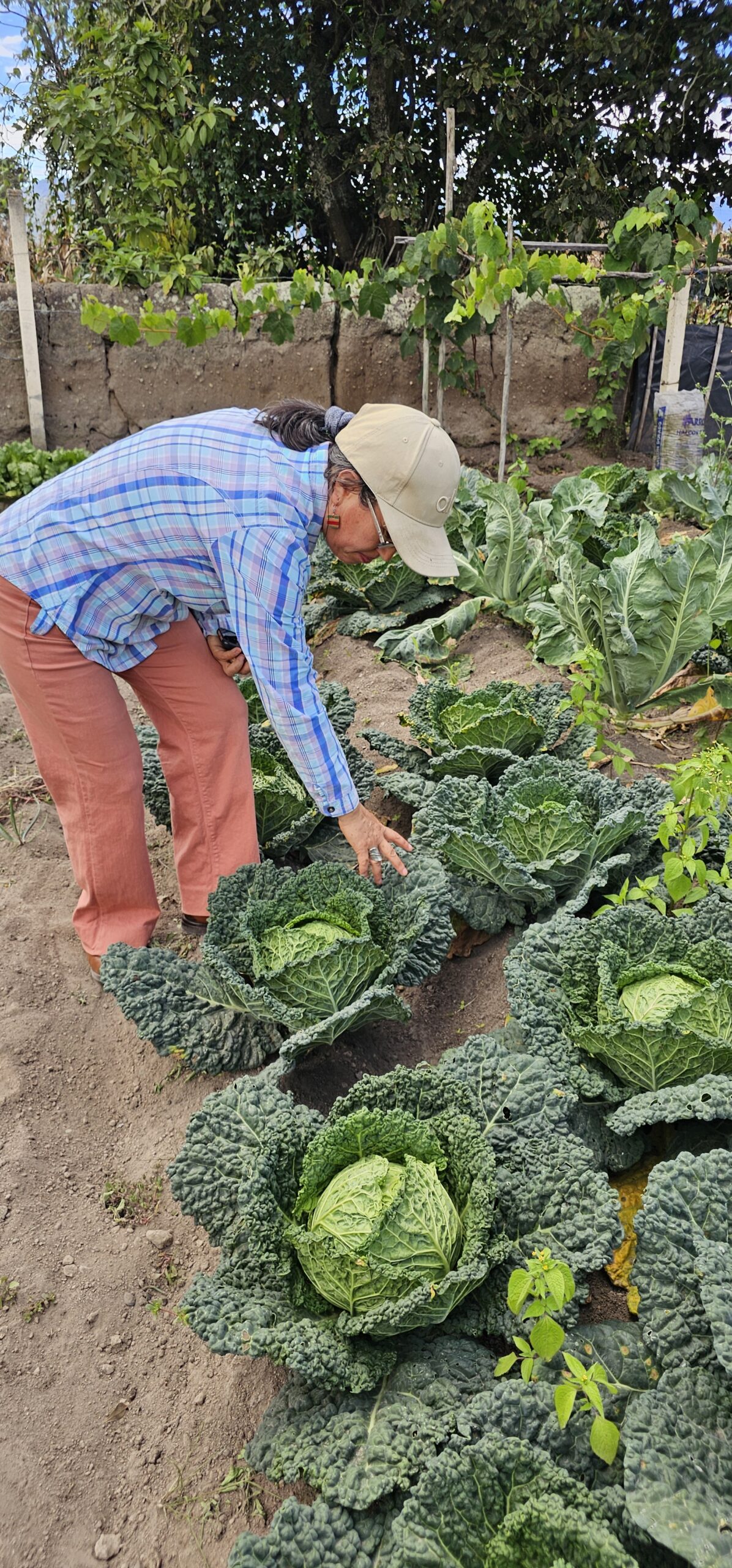 Datos climáticos compartidos por WhatsApp salvan las cosechas de los agricultores ecuatorianos.