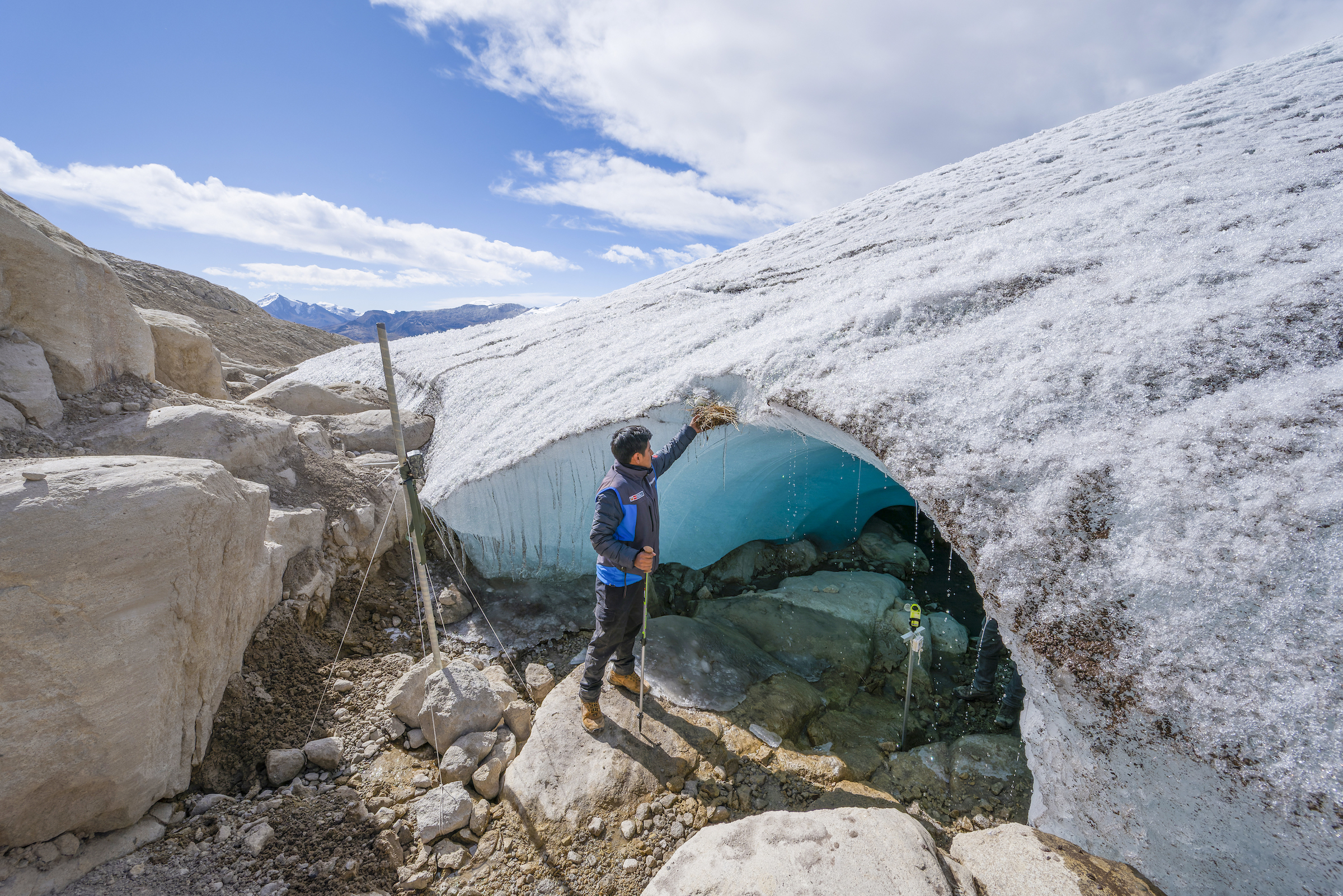 Inspección del nido de un fringilo glaciar (Idiopsar speculifer). Foto: cortesía INAIGEM