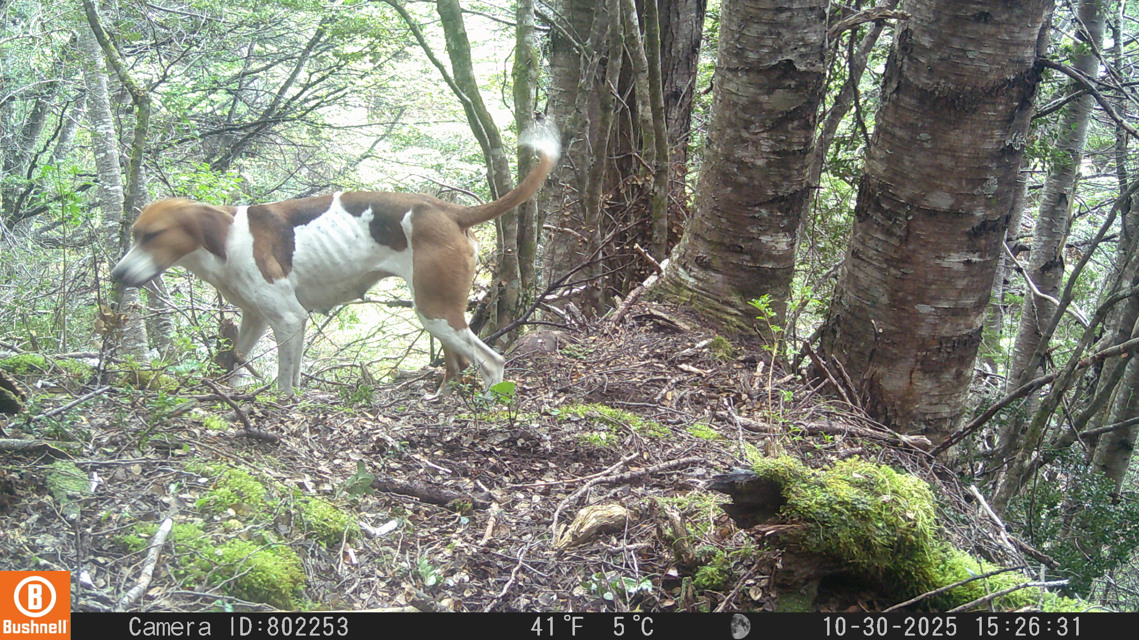 Un perro captado en un bosque en la región de Aysén. Foto: cortesía Fotomonitoreo Nacional / Snapshot Chile