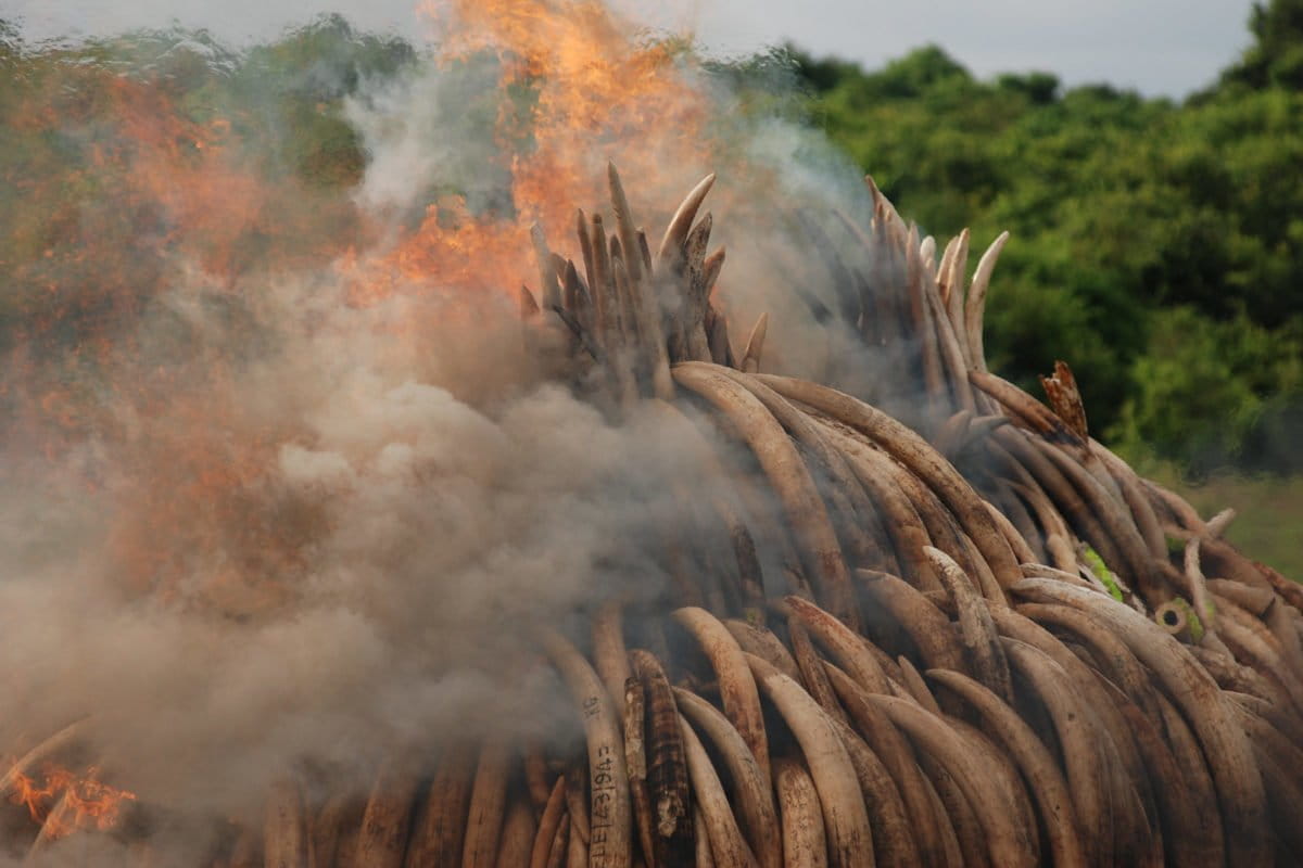 Destroying confiscated elephant tusks in Kenya: wave of poaching swept across East and Southern Africa a decade ago. Tanzania lost more than half its elephant population between 2009 and 2014. Image by Kamweti Mutu via Flickr (CC BY-NC-ND-2.0)