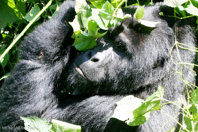 Le gorille de montagne (Gorilla beringei beringei) est une sous-espèce du gorille de l’Est et se trouve dans cinq zones protégées en RDC, au Rwanda et en Ouganda. Image de Rhett Butler pour Mongabay.