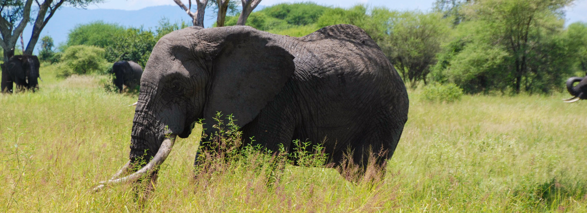 Image en bannière d’un éléphant en Tanzanie par John C. Cannon